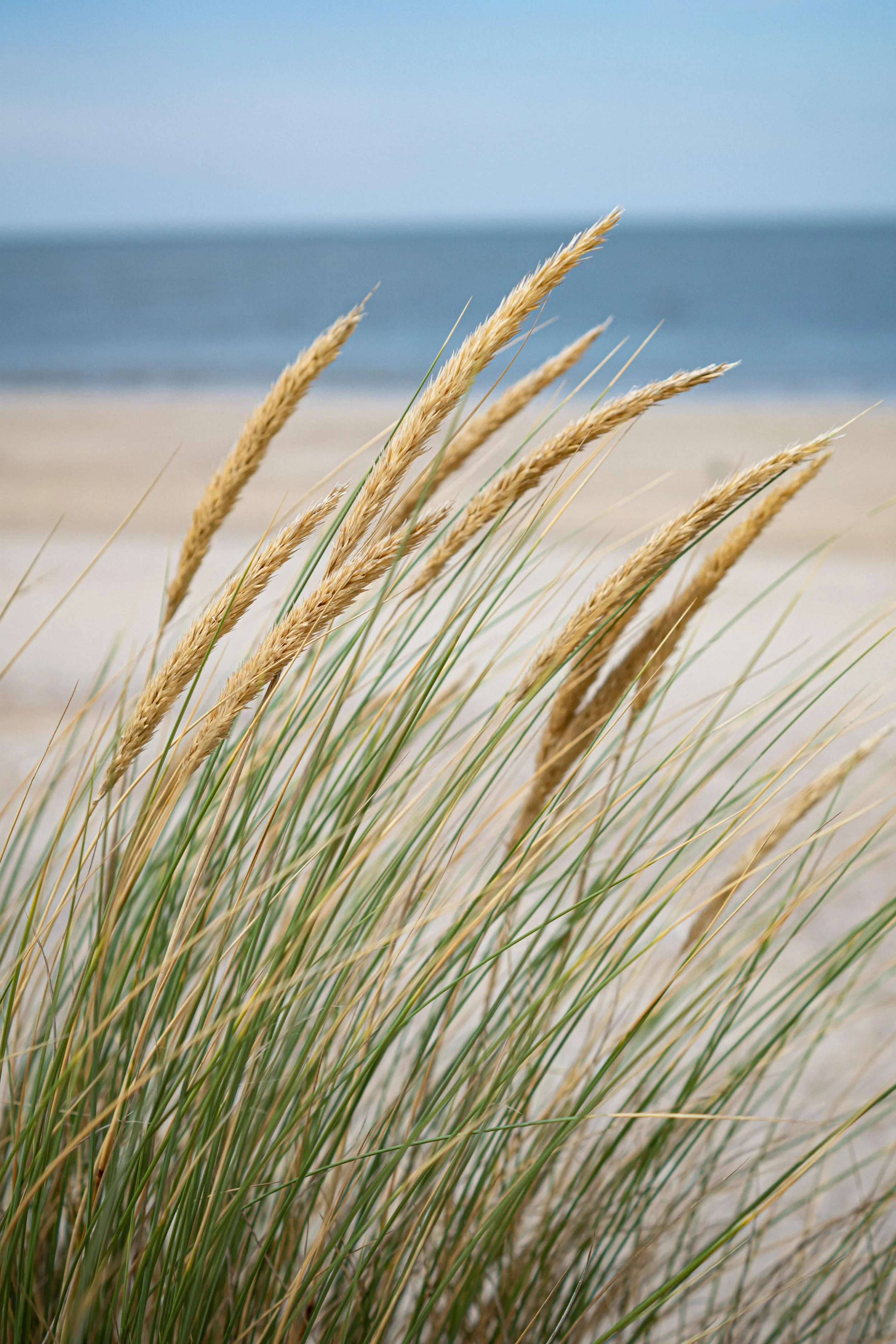 Beach with tall grass in foreground and ocean in background.