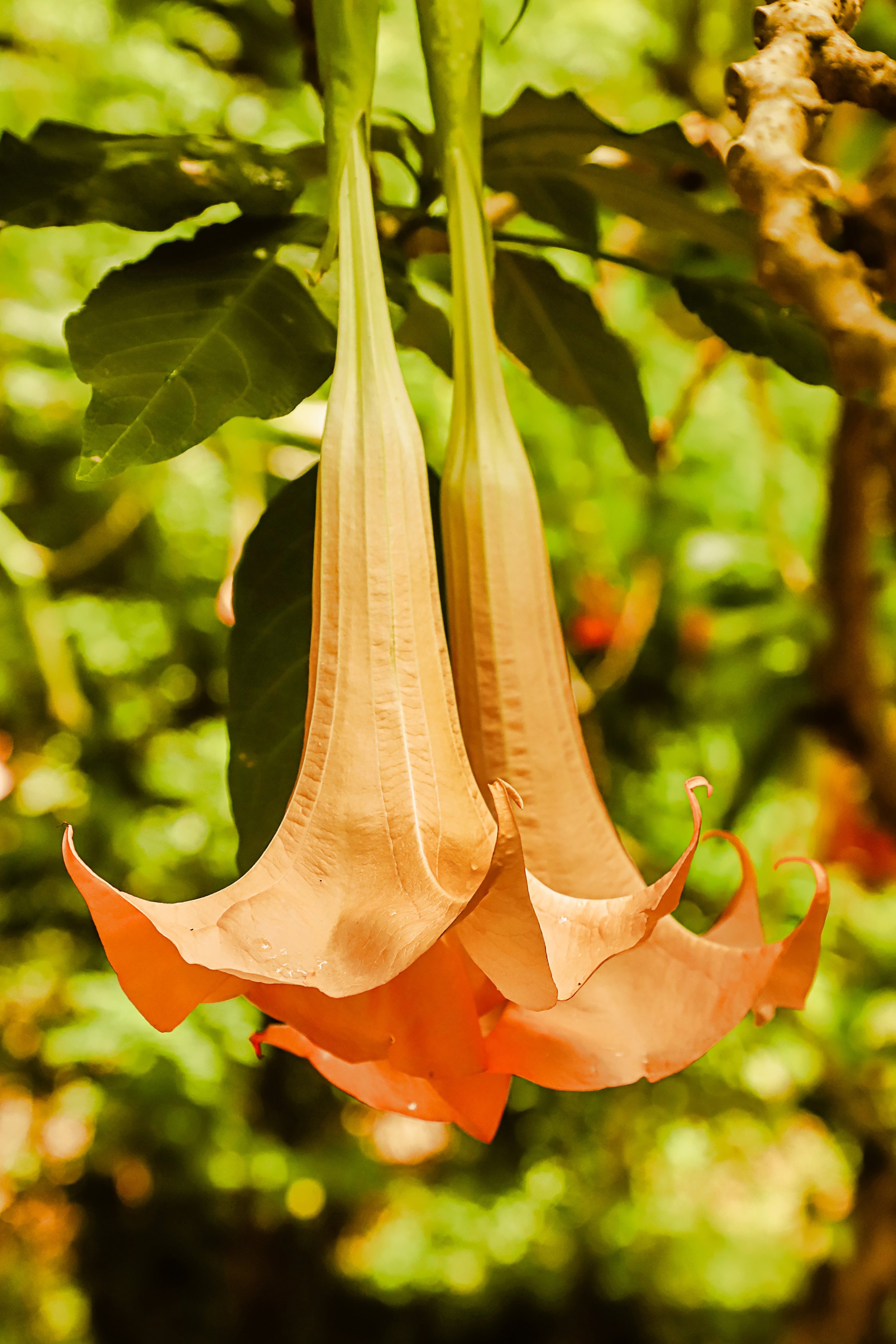 A close-up of a hanging, orange-colored hibiscus, against a blurred green and yellow background.