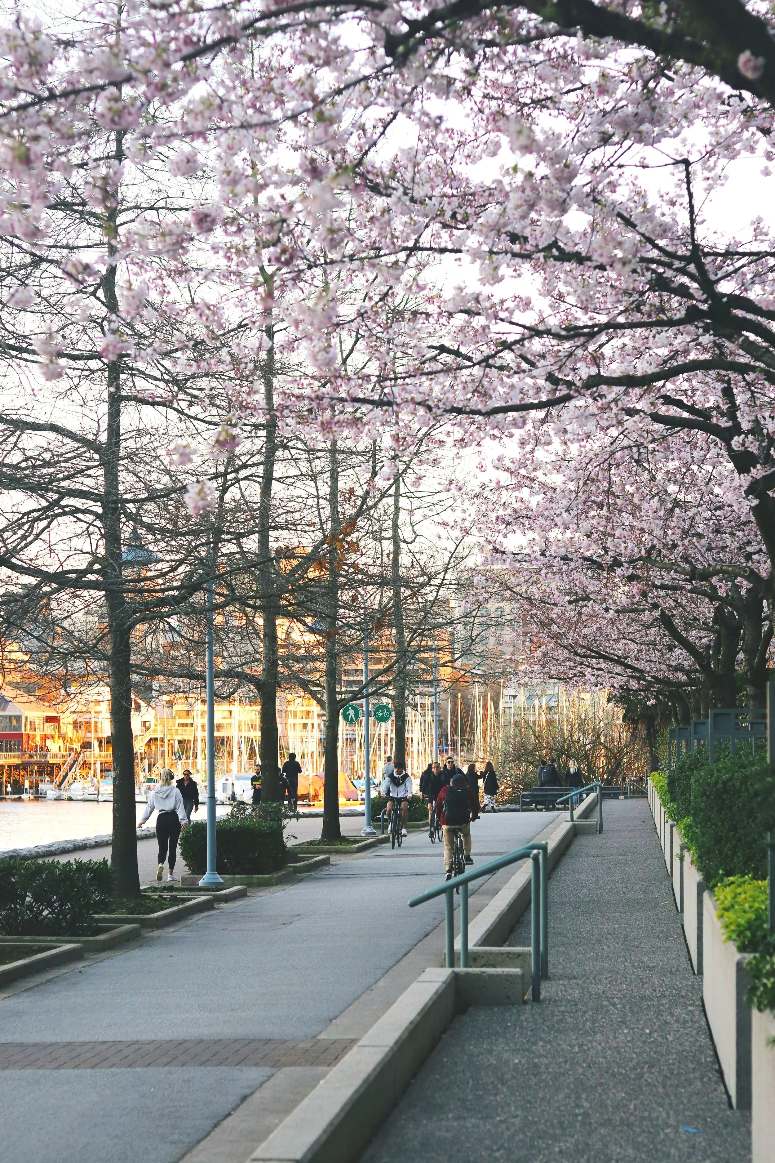 Vancouver Yaletown seawall cherry blossoms in full bloom with luxury waterfront condominiums, residents enjoying premium lifestyle walking and cycling along David Lam Park during golden hour spring evening
