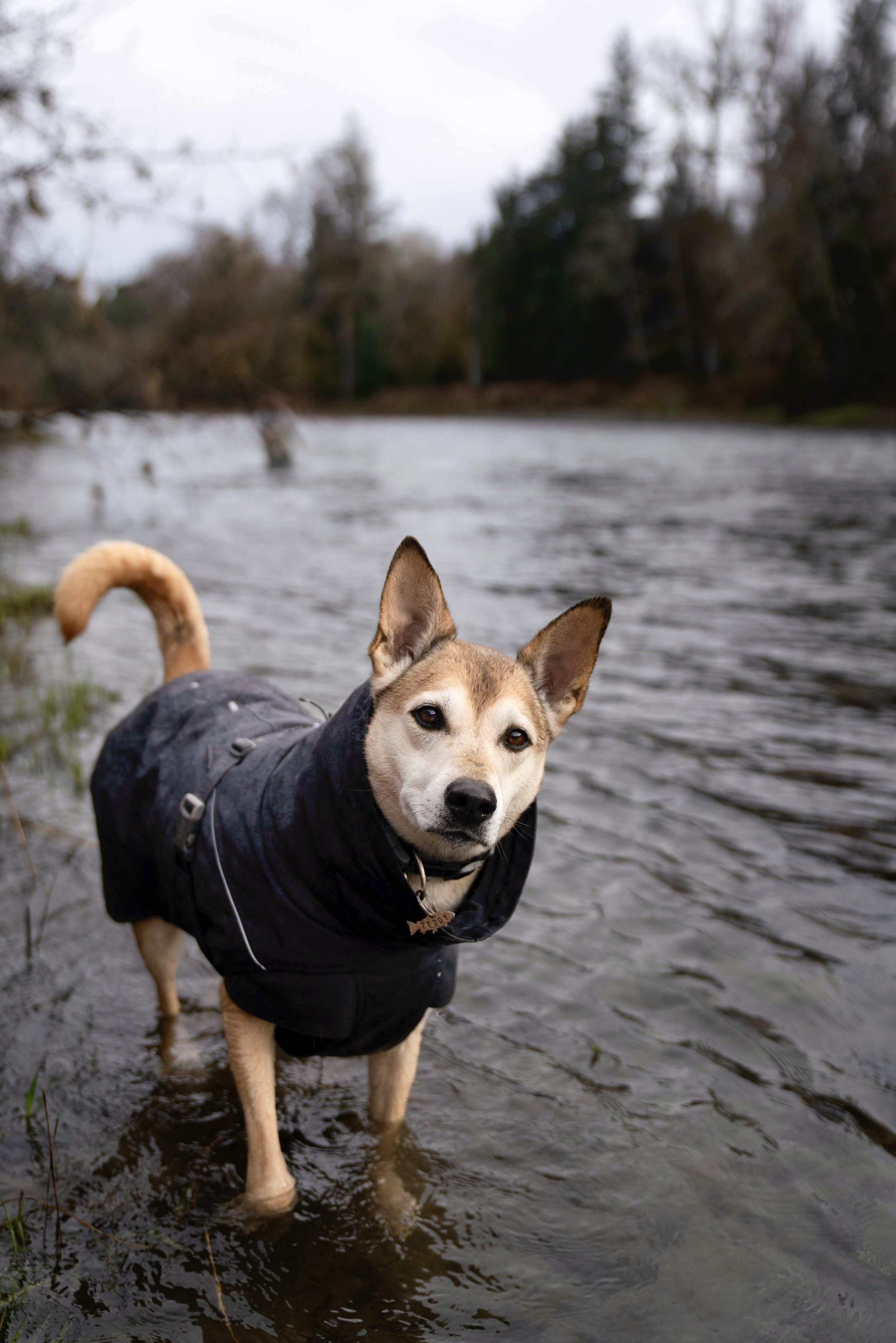 _DSC1681.jpeg