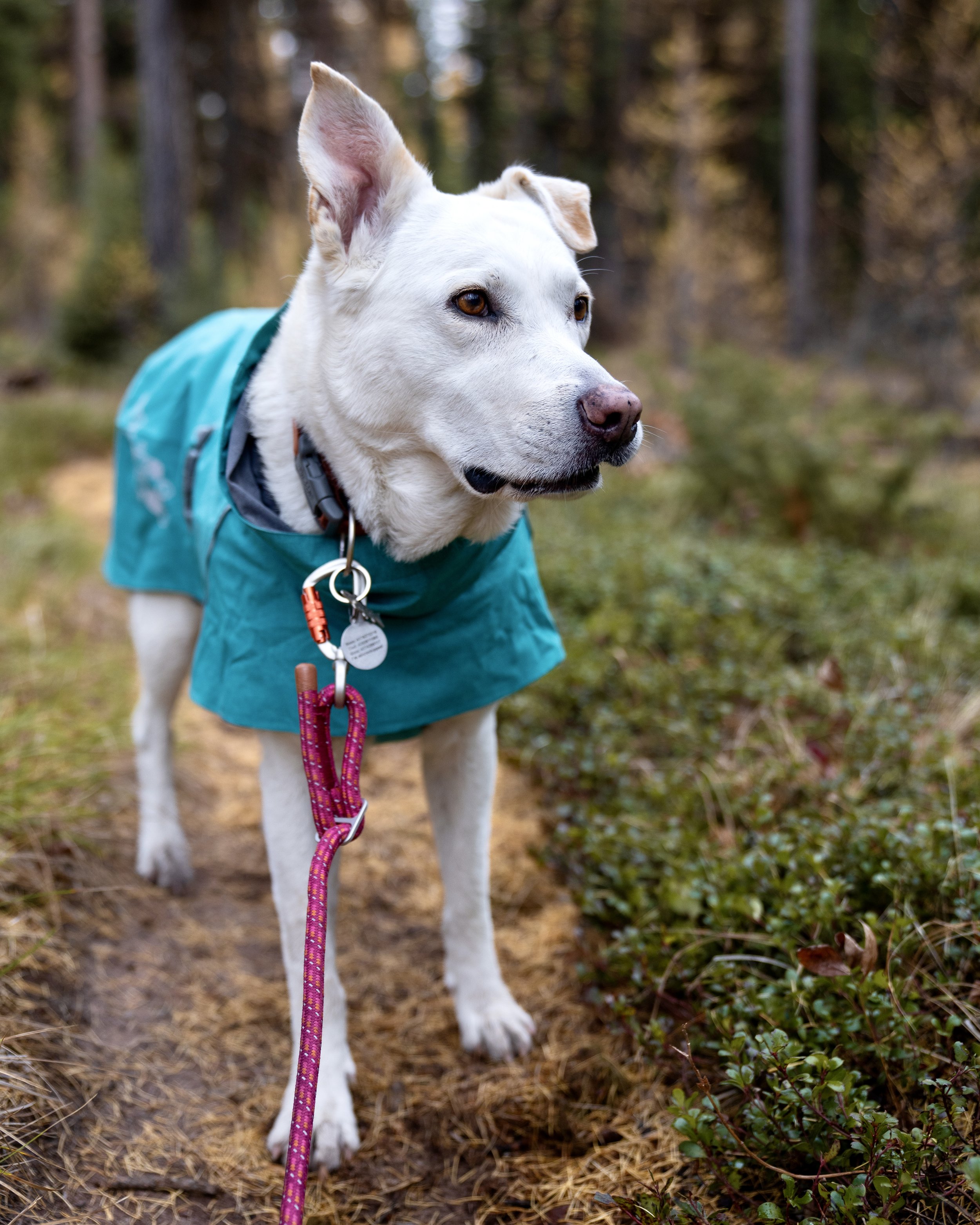 _DSC8904.jpeg