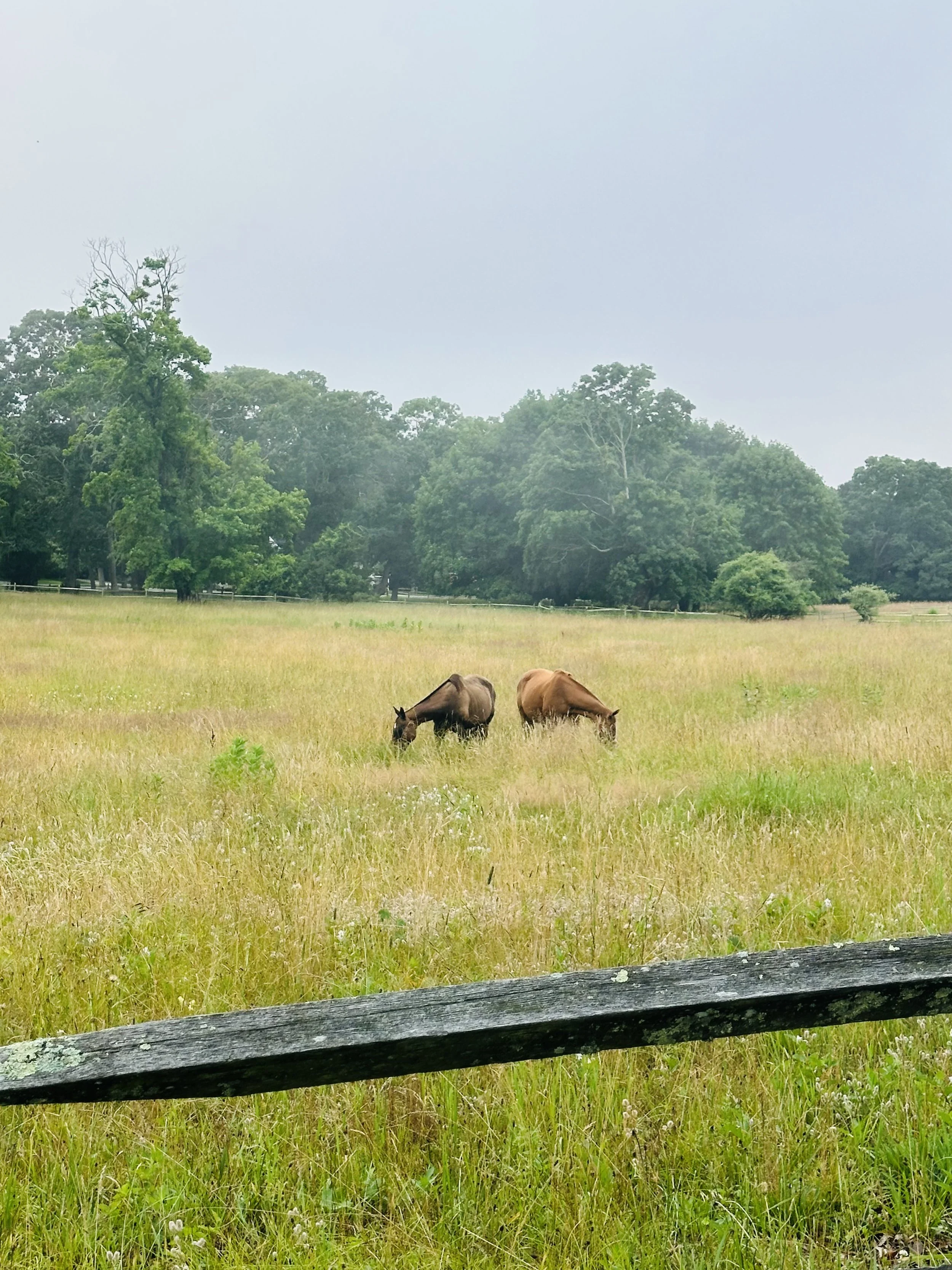 2 Horses #2 East Hampton, NY