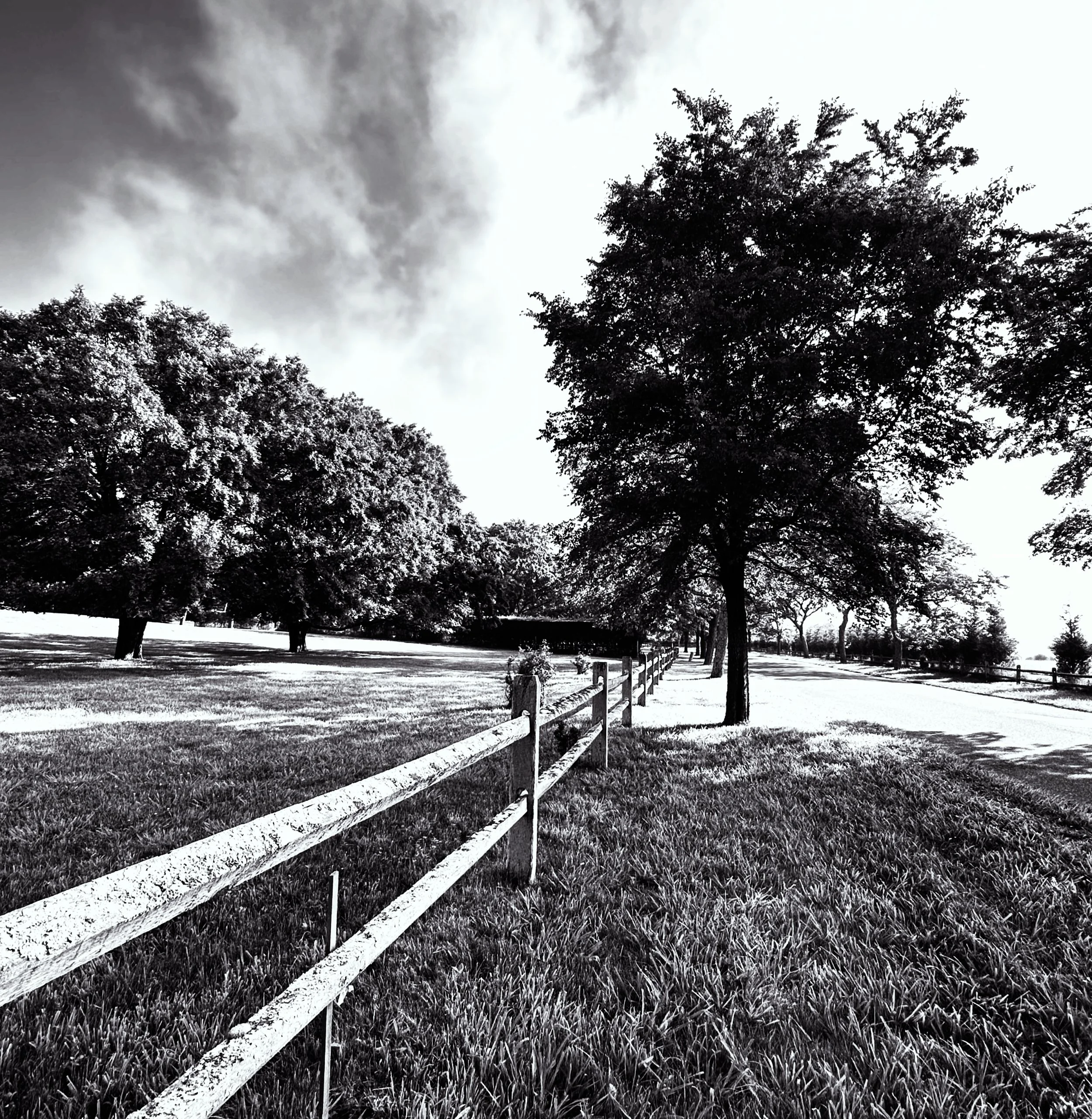 Trees and a Fence East Hampton, NY