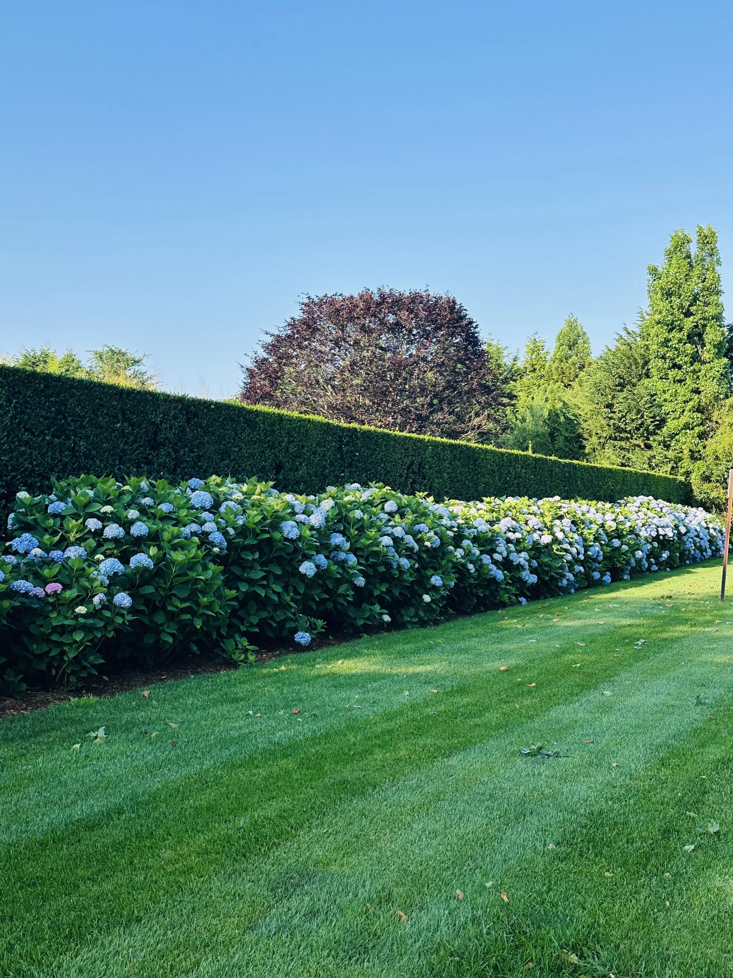 Hydrangeas East Hampton, NY