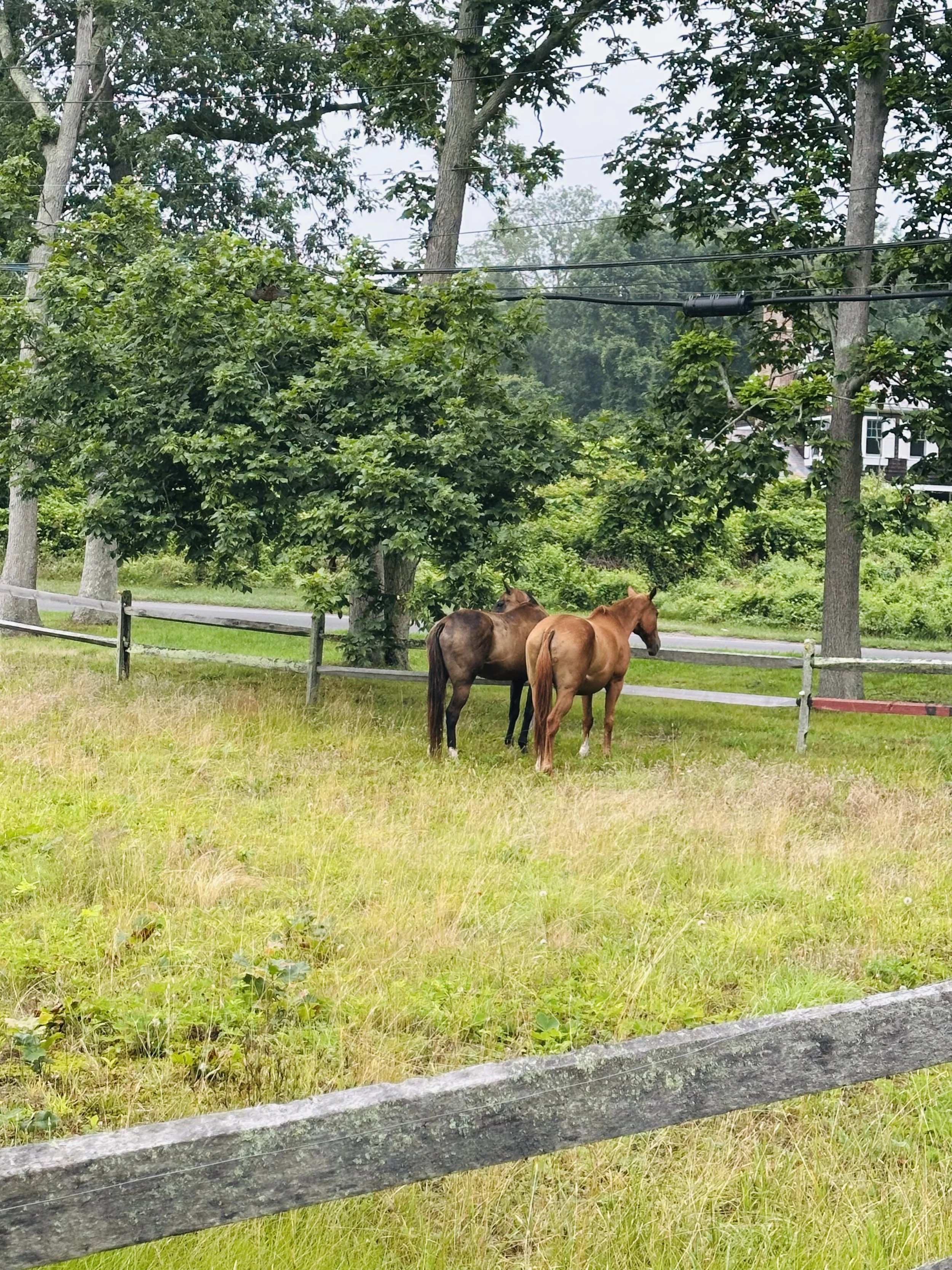 2 Horses #1   East Hampton, NY