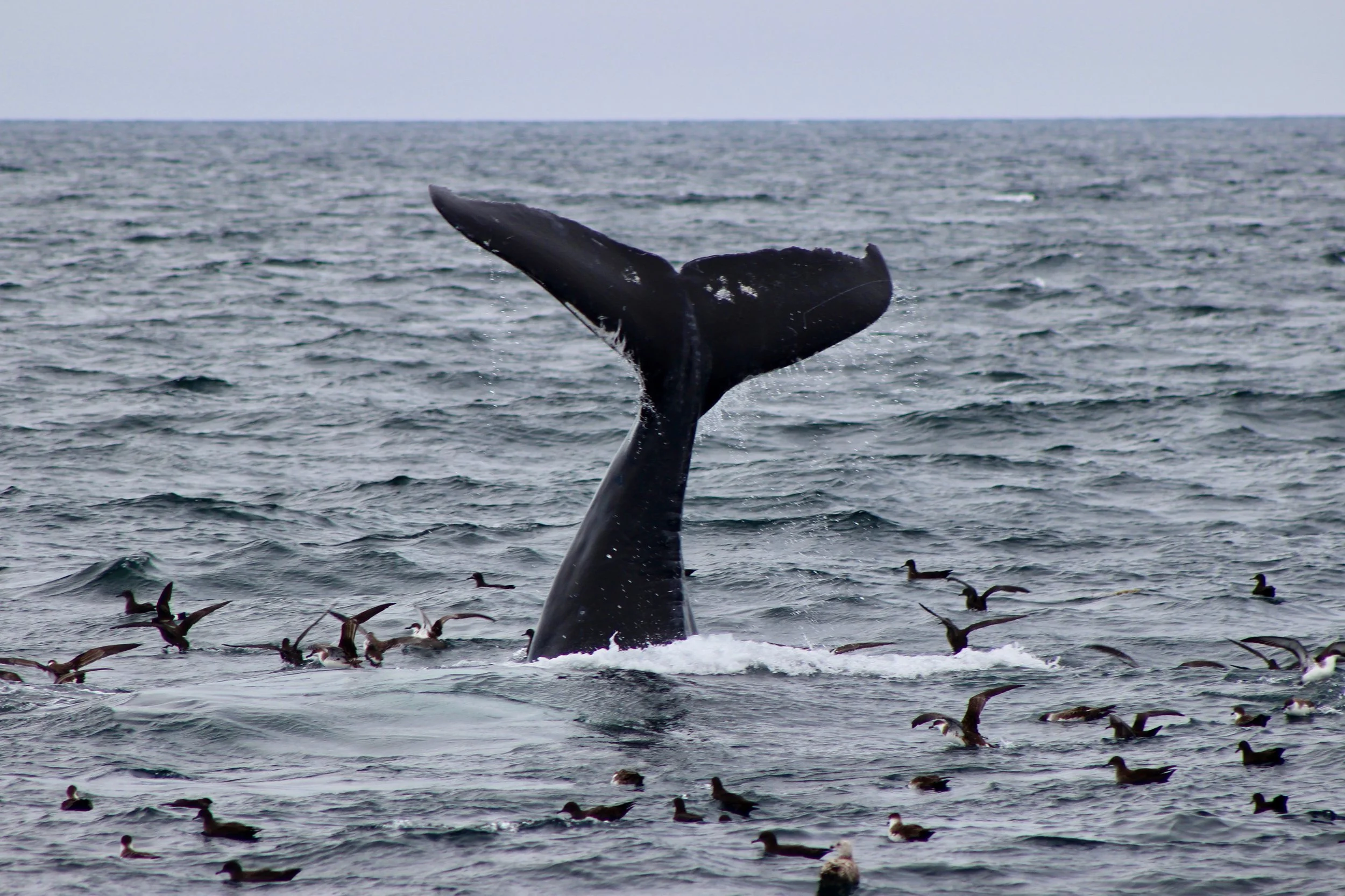 A whale's tail rising from the ocean with a flock of ducks swimming nearby.