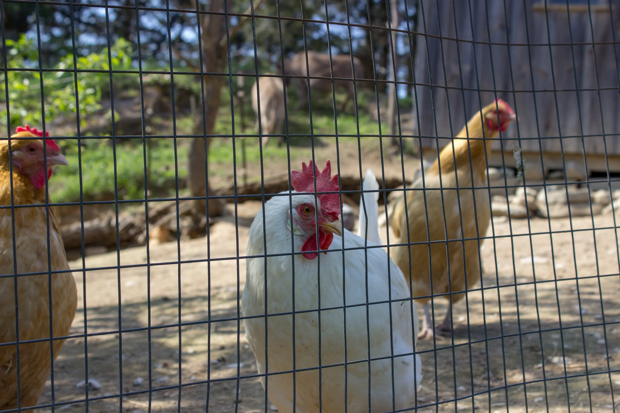 Three chickens inside a wire cage, one white and two yellow, with trees and a wooden structure in the background.