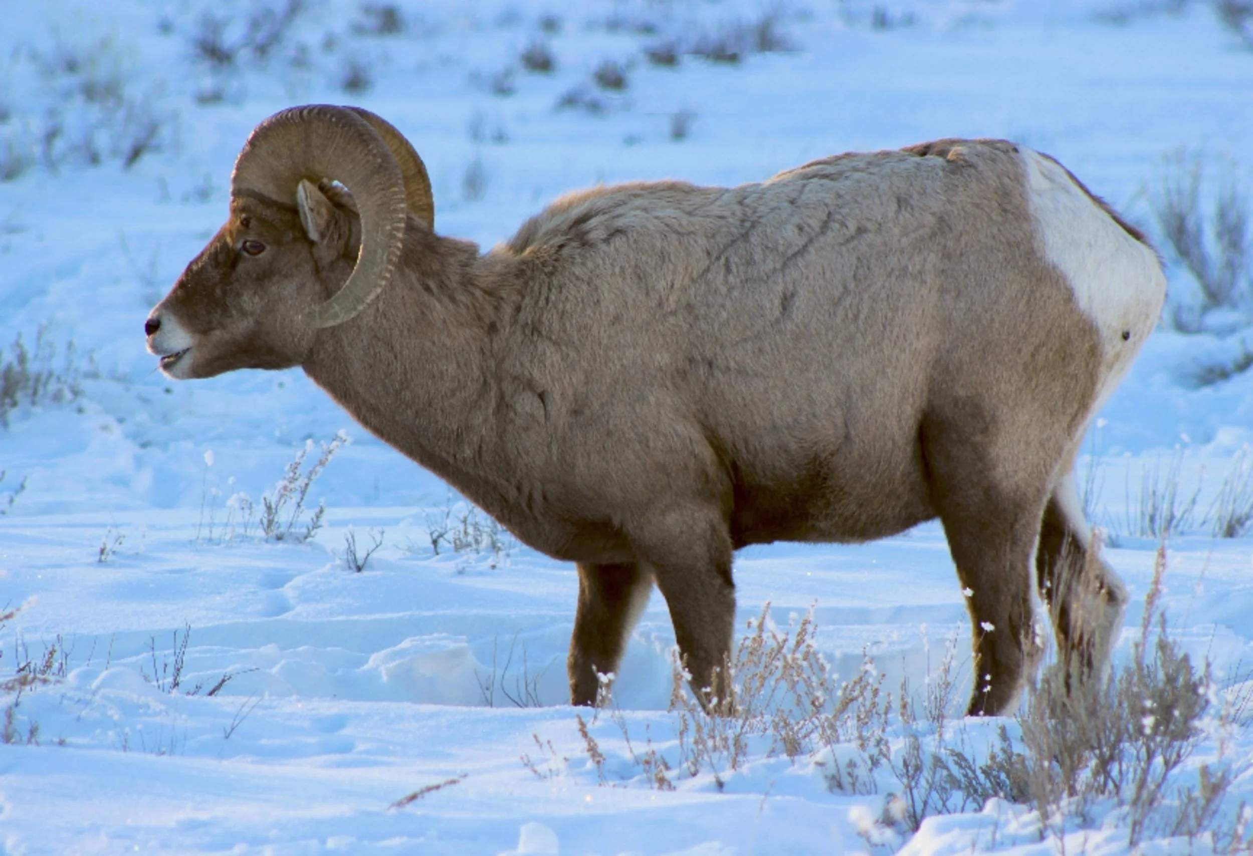 A bighorn sheep standing in snow in a winter landscape.