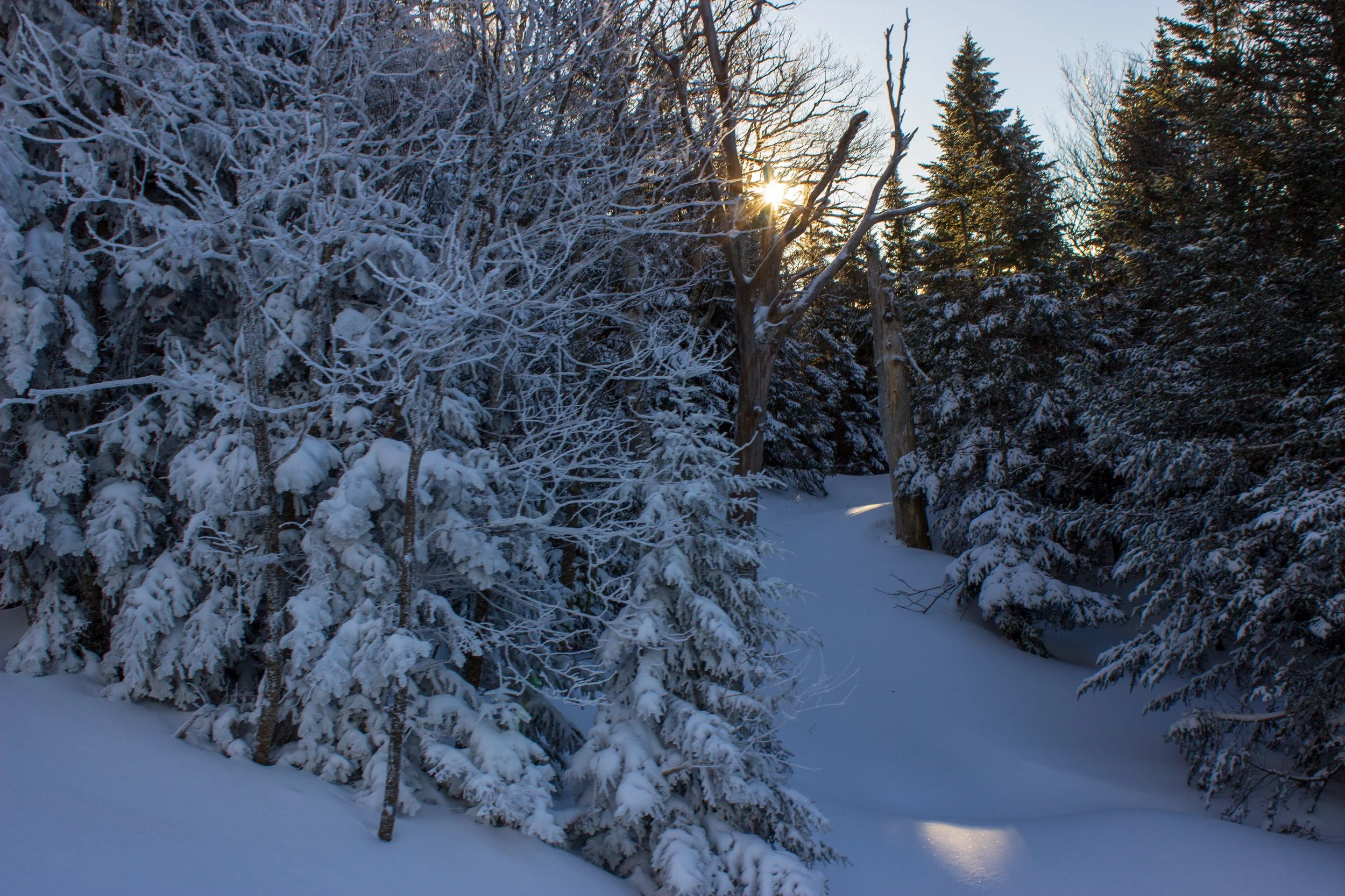 Snow-covered trees and a trail in a winter forest with the sun shining through.