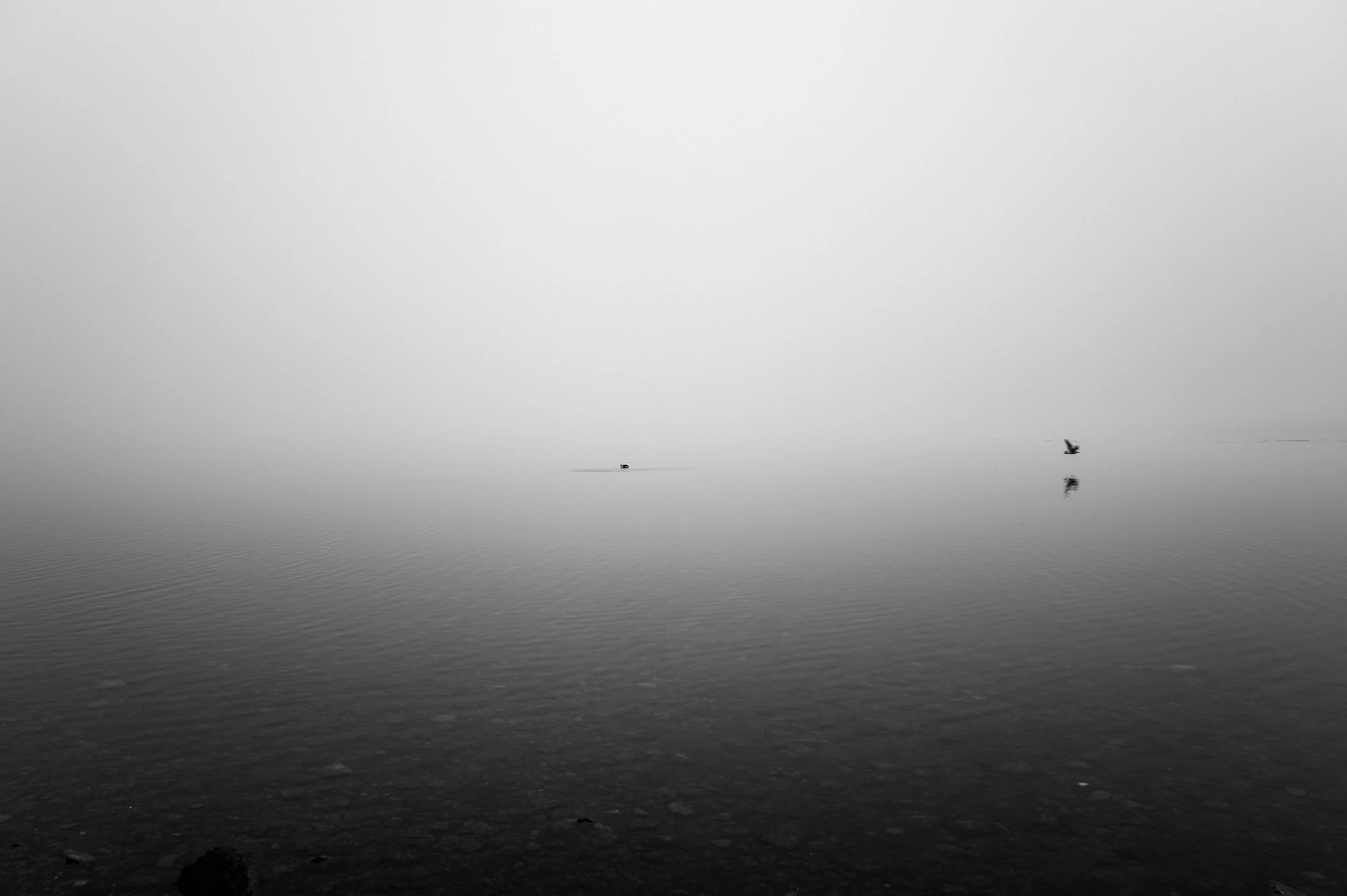 Vuelo en silencio. Puerto Natales. Patagonia