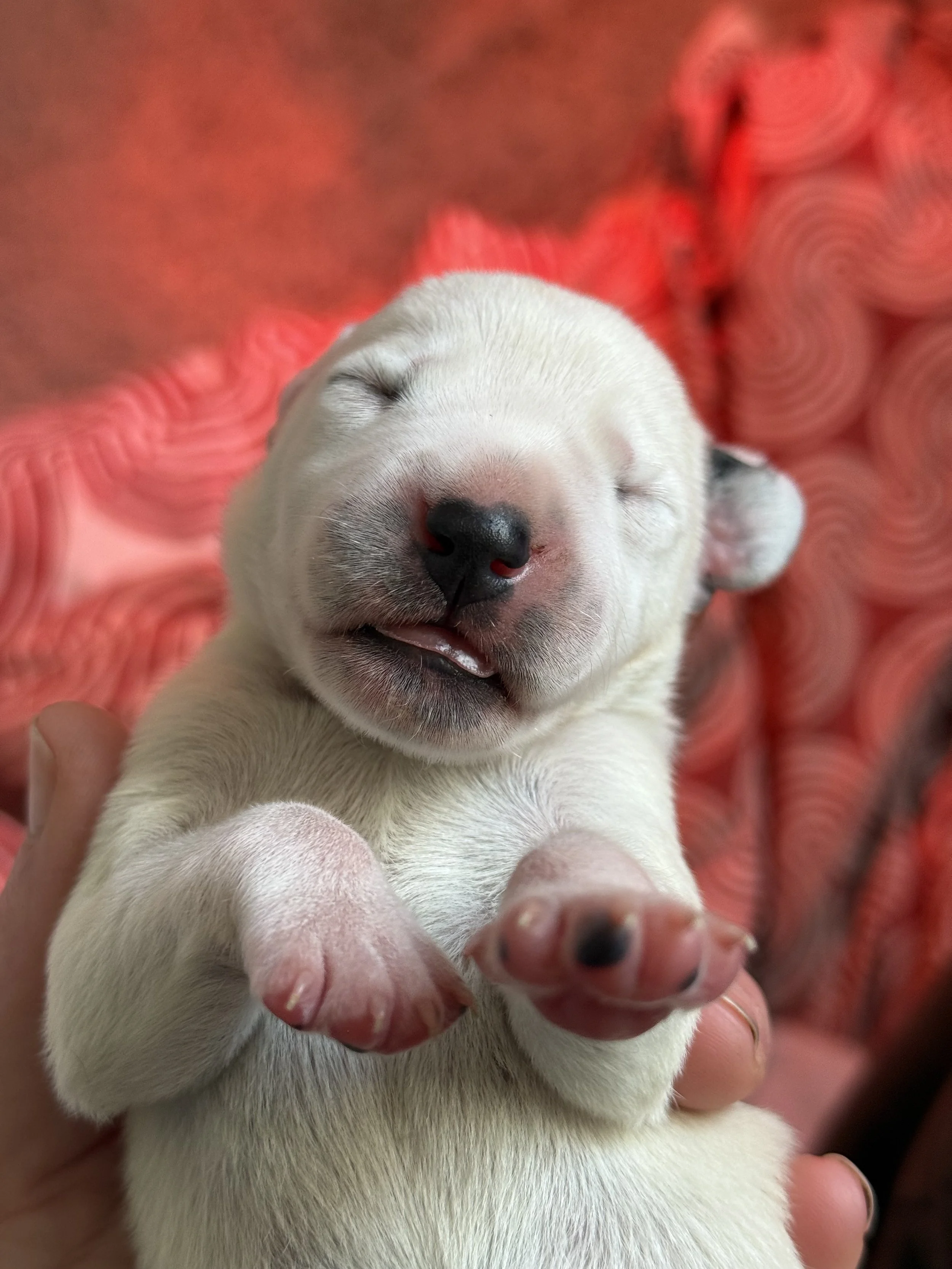 Dalmatian puppy