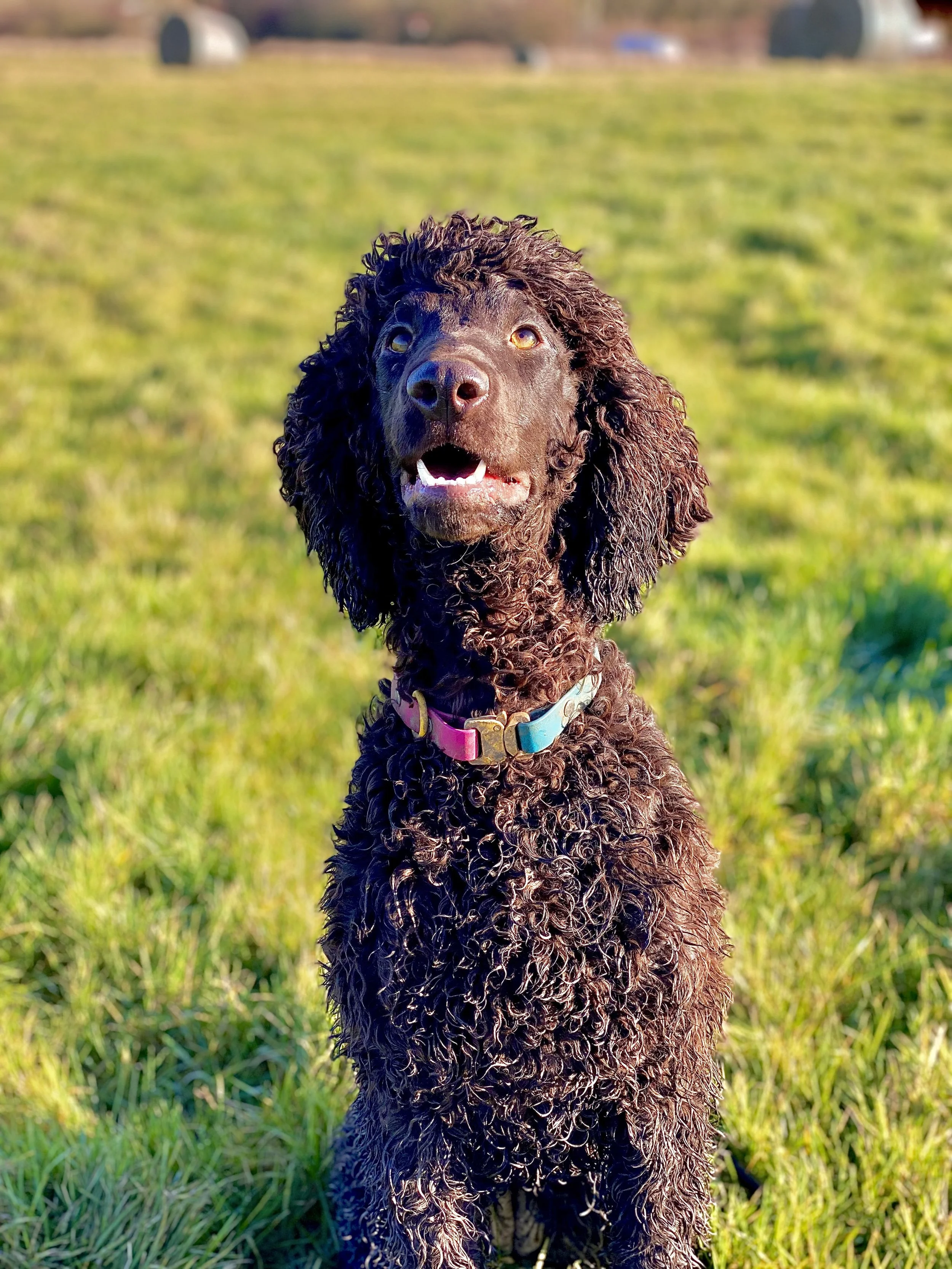 Uisce - Irish Water Spaniel