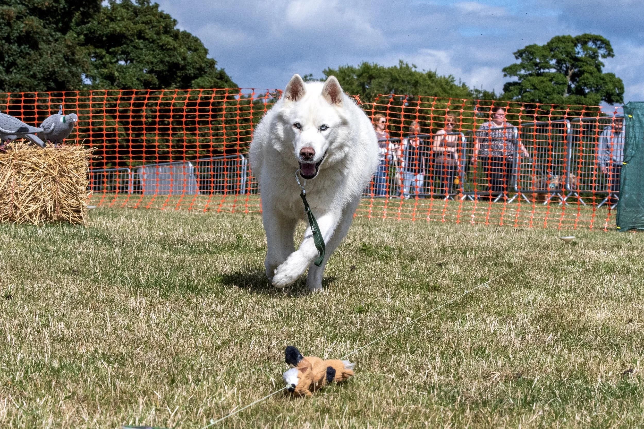 DSC_1602_Original.JPG