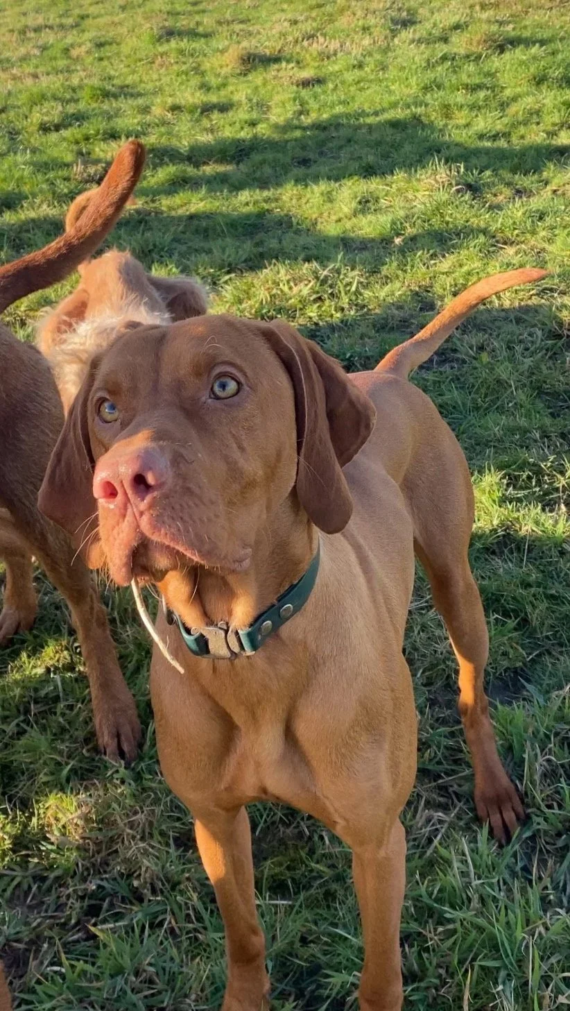 Ikarus - Hungarian Wirehaired Vizsla