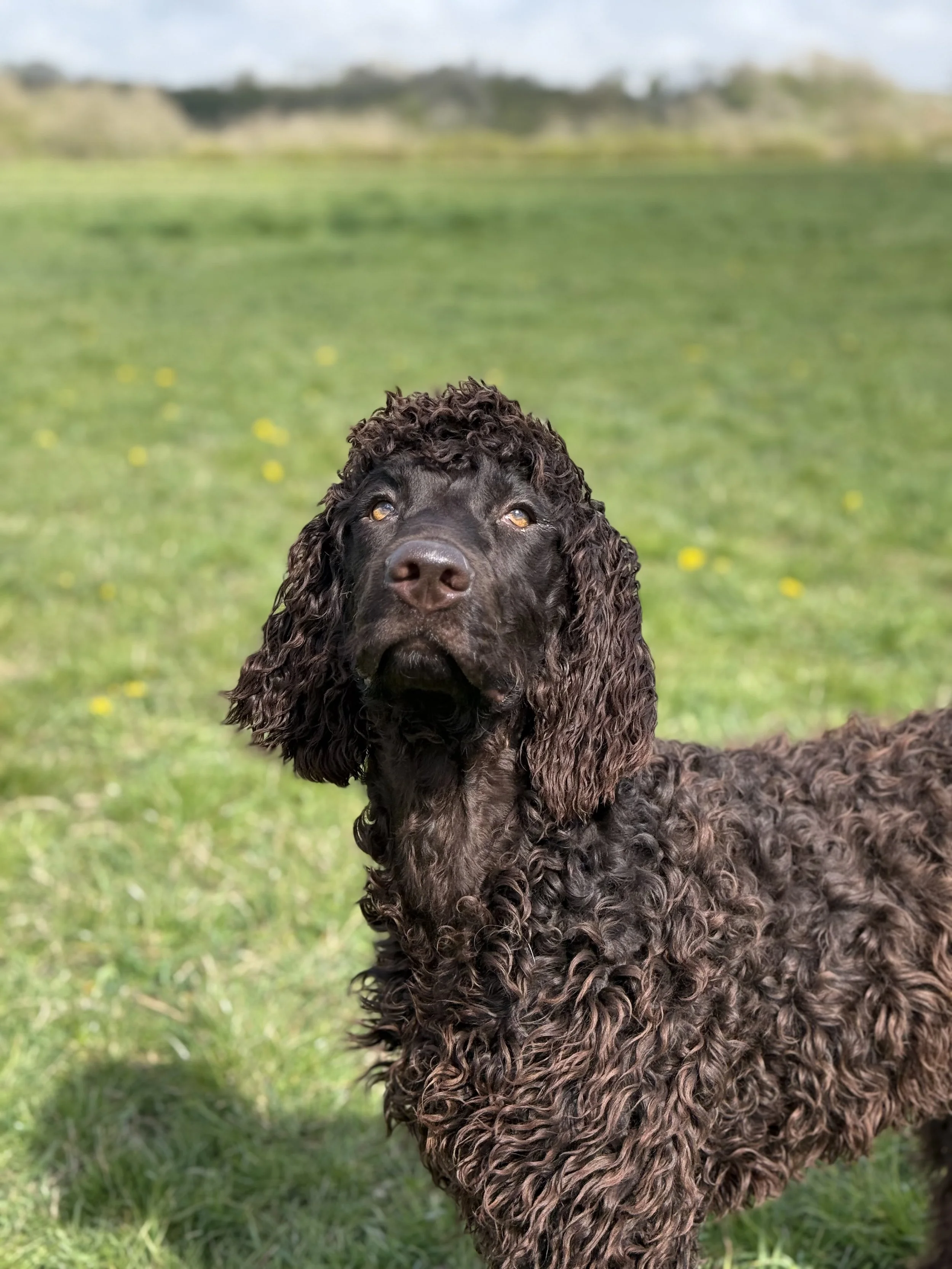 Circe - Irish Water Spaniel