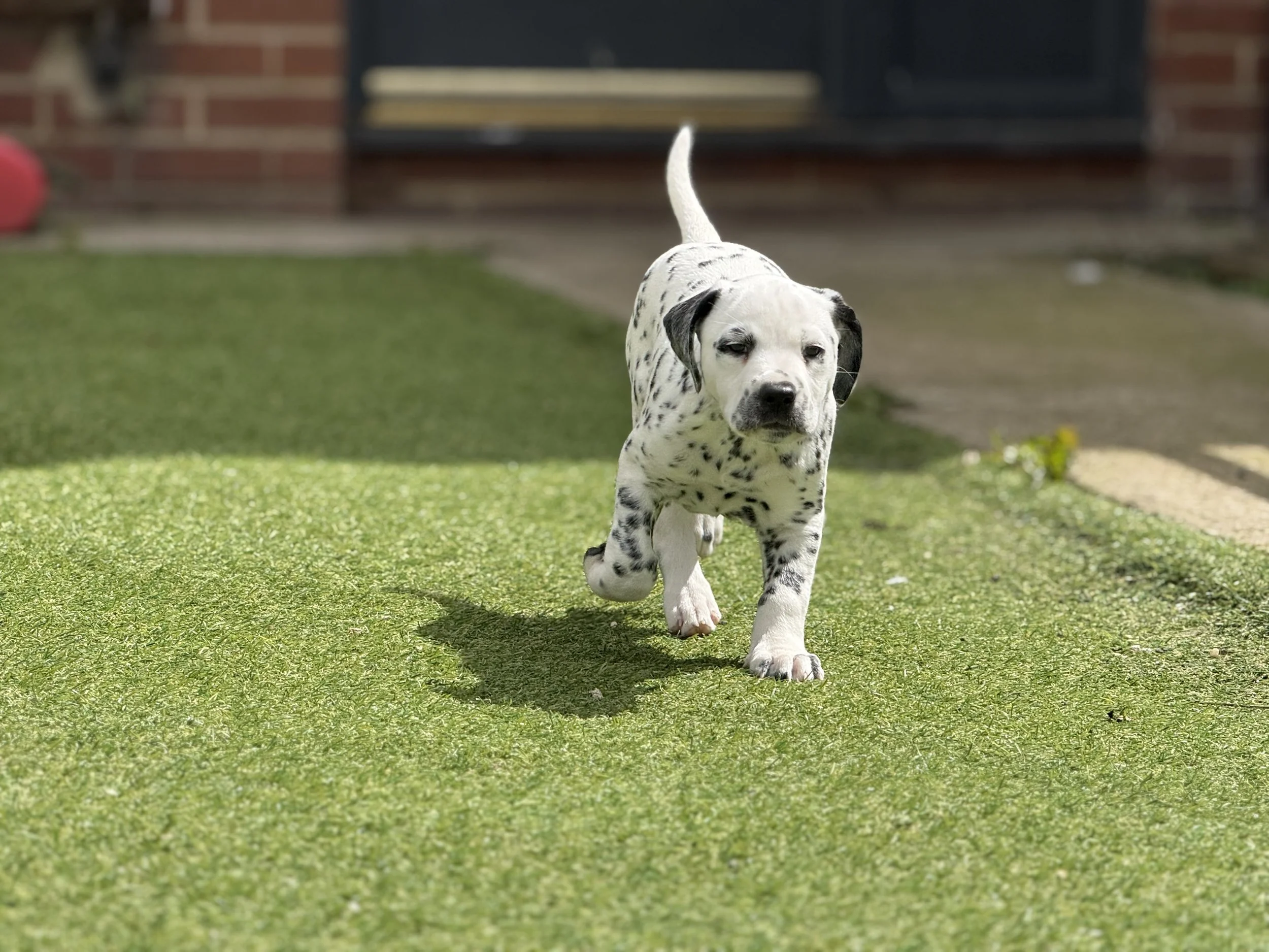 Dalmatian puppy