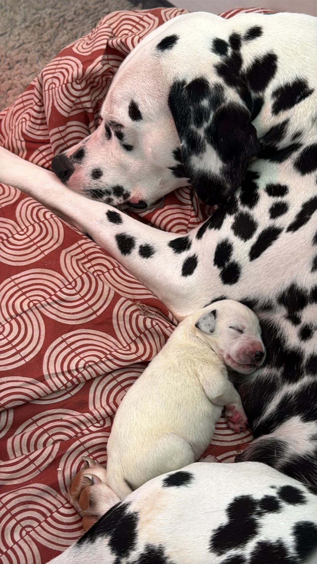 Dalmatian puppy and mam