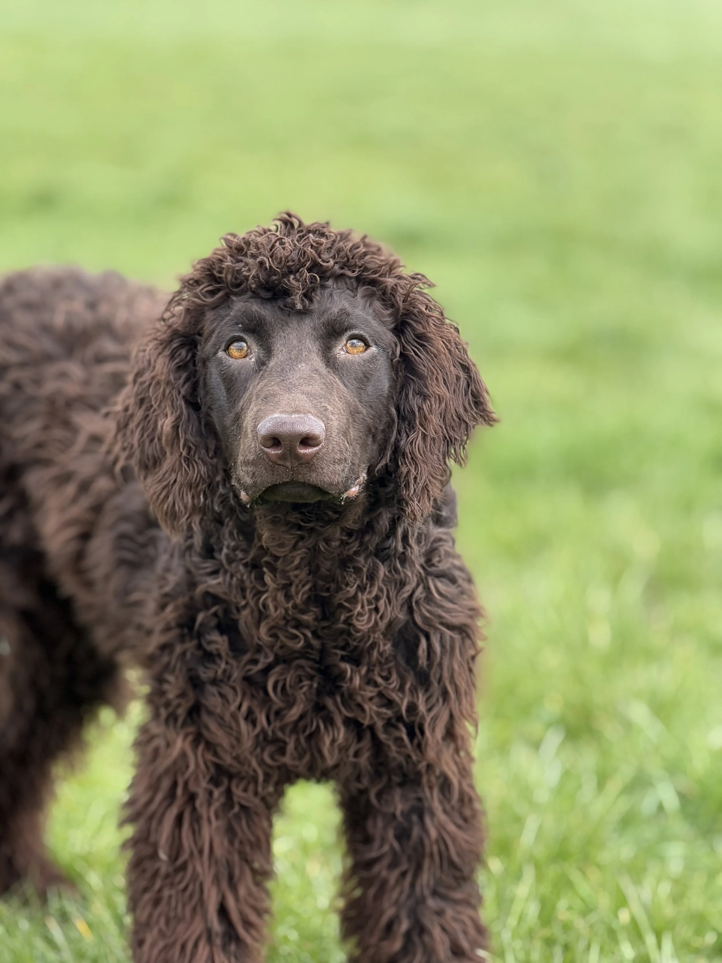 Scylla - Irish Water Spaniel