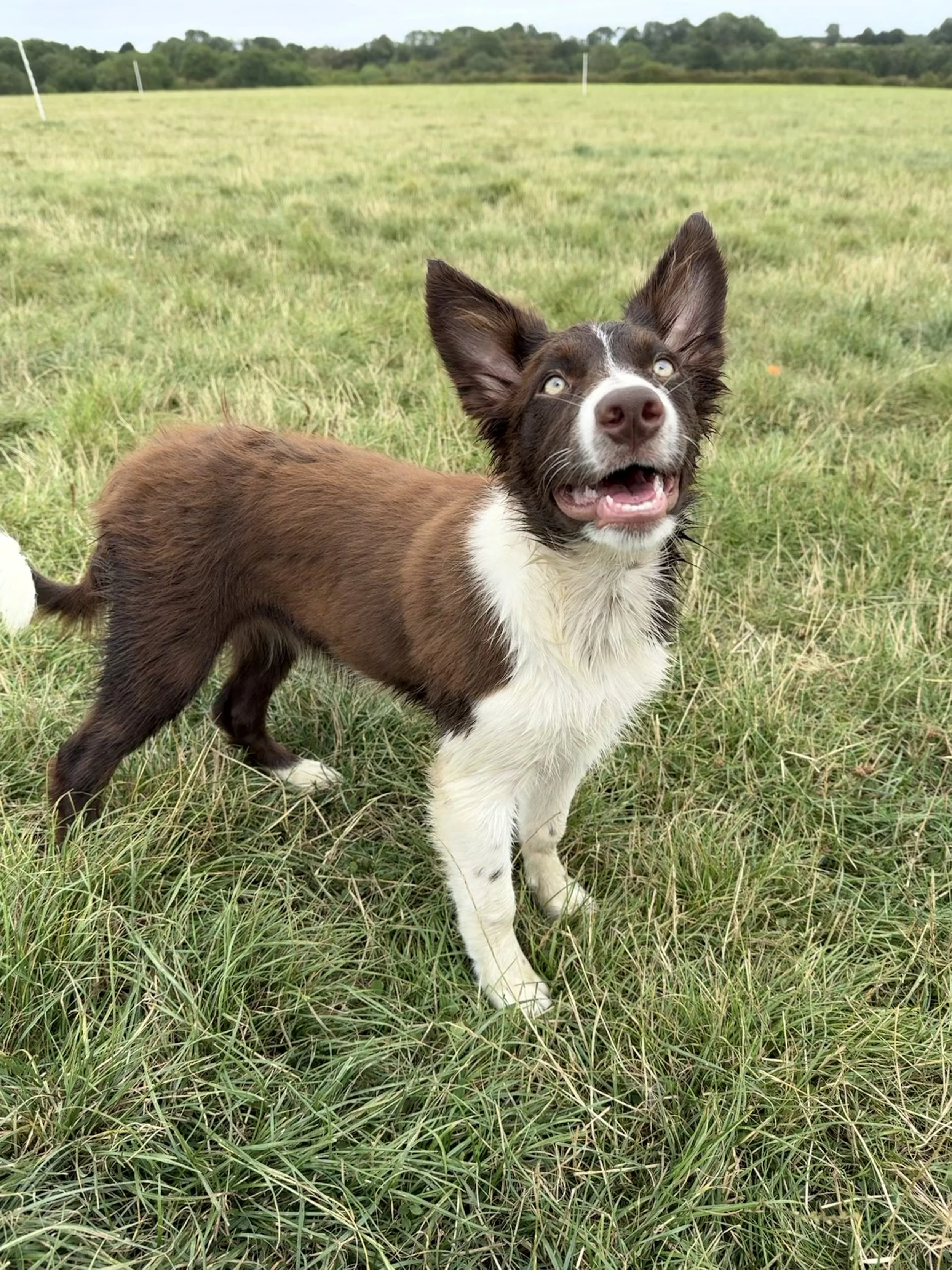 Xero - Border Collie