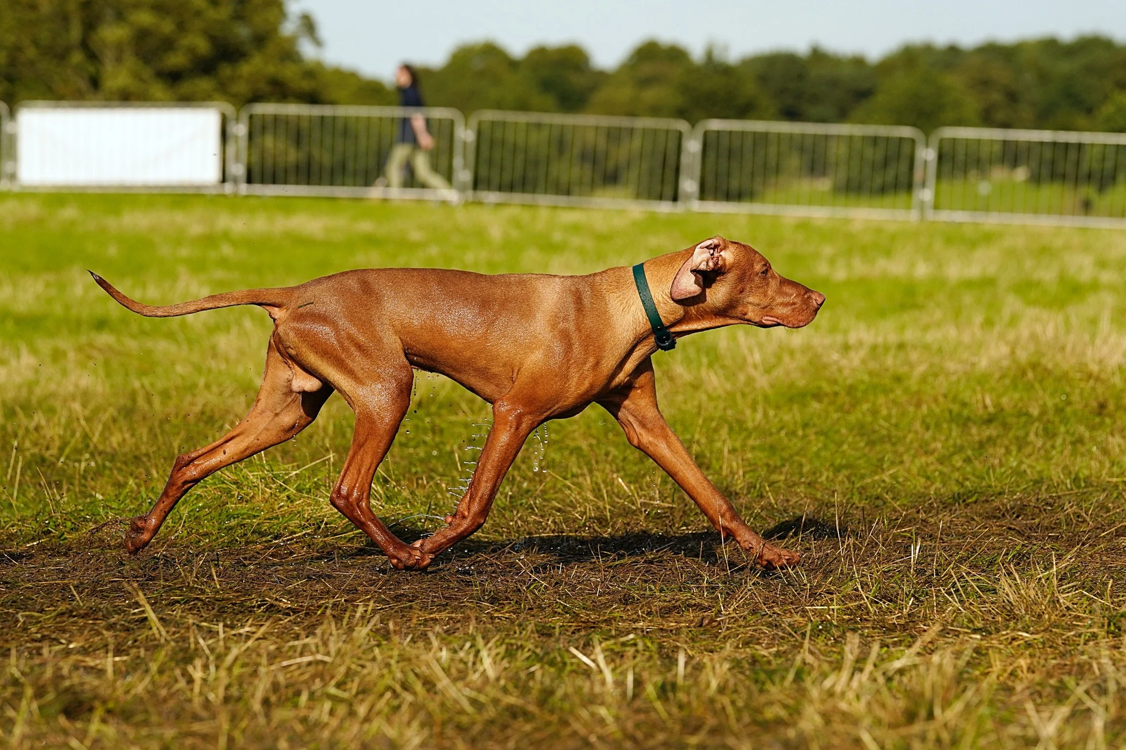 Yuma - Hungarian Wirehaired Vizsla