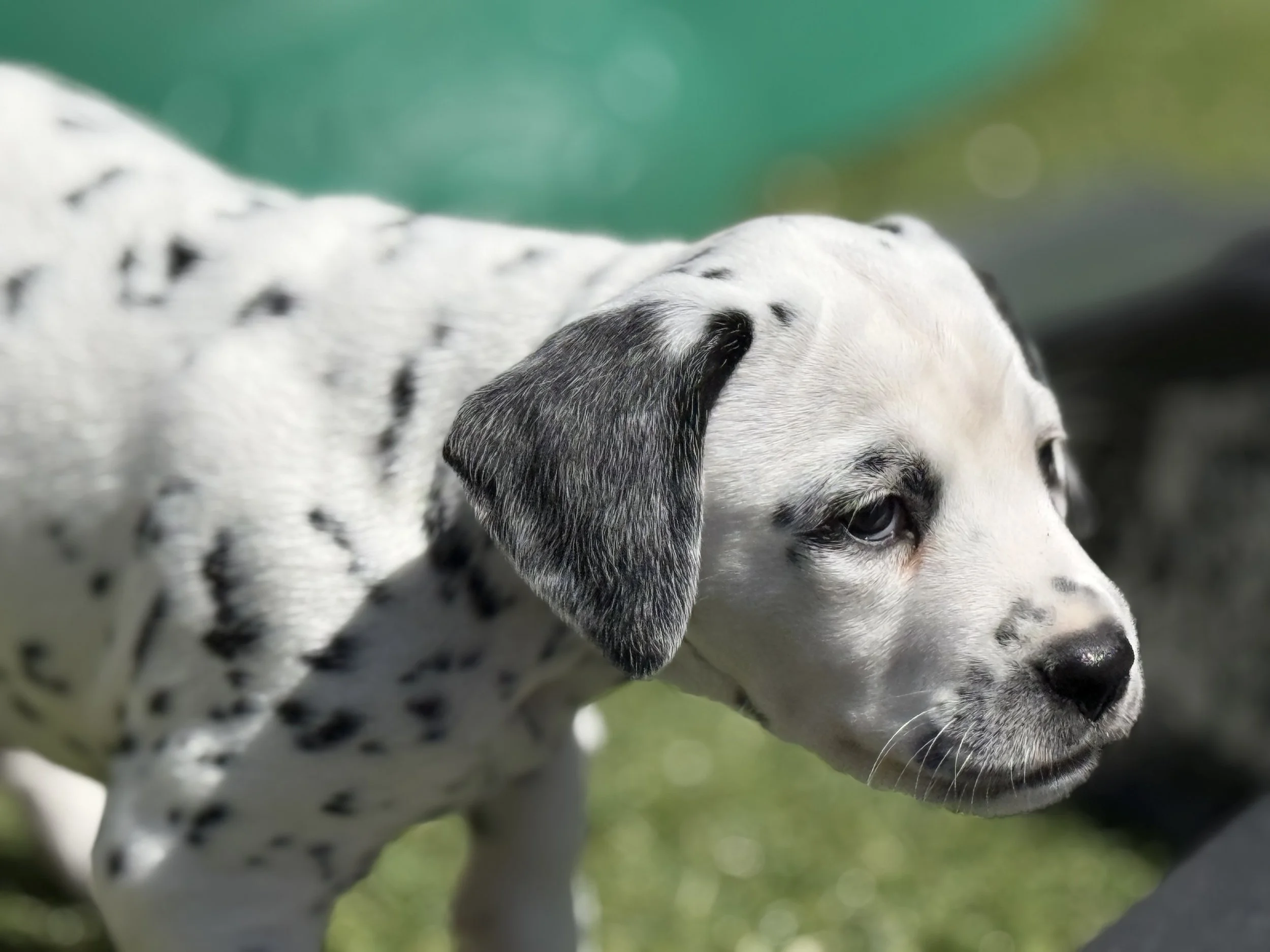 Dalmatian pup outside