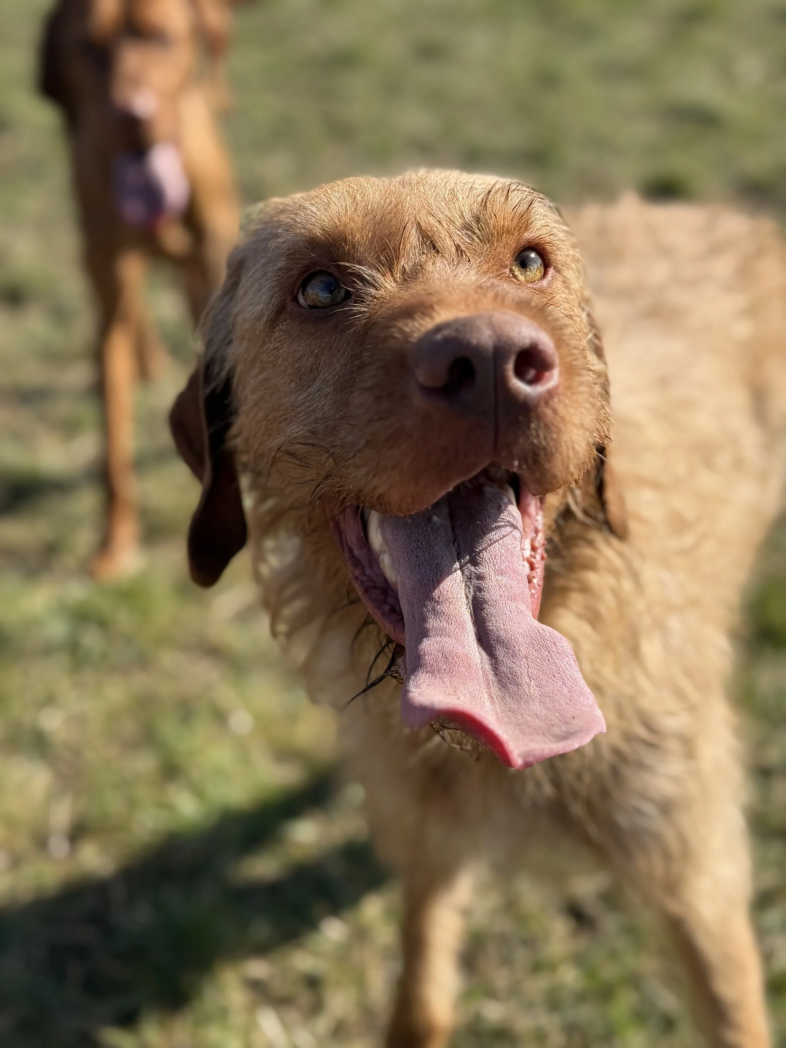 Hero - Hungarian Wirehaired Vizsla 01.01.23-15.10.25