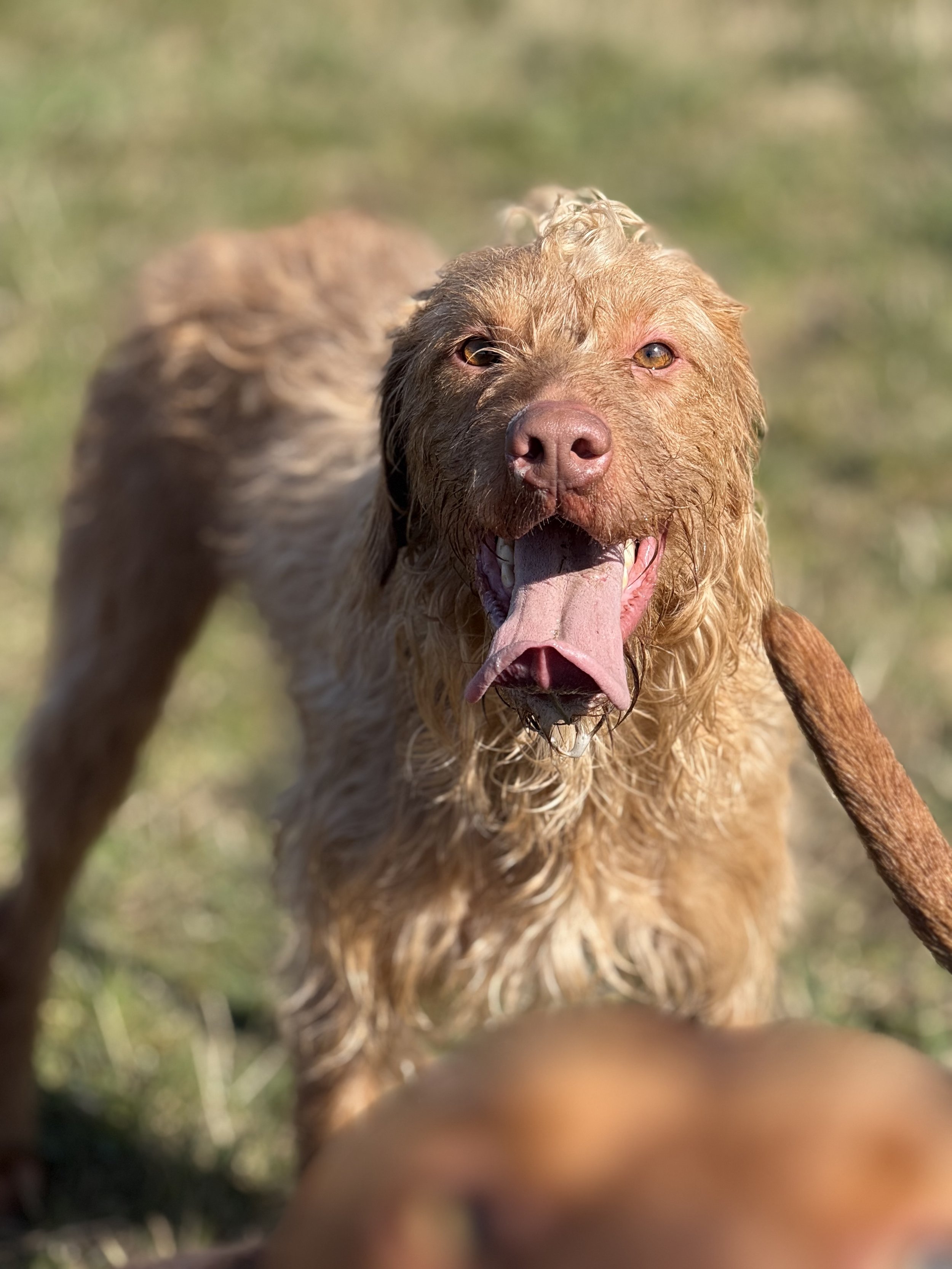 Mighty - Hungarian Wirehaired Vizsla