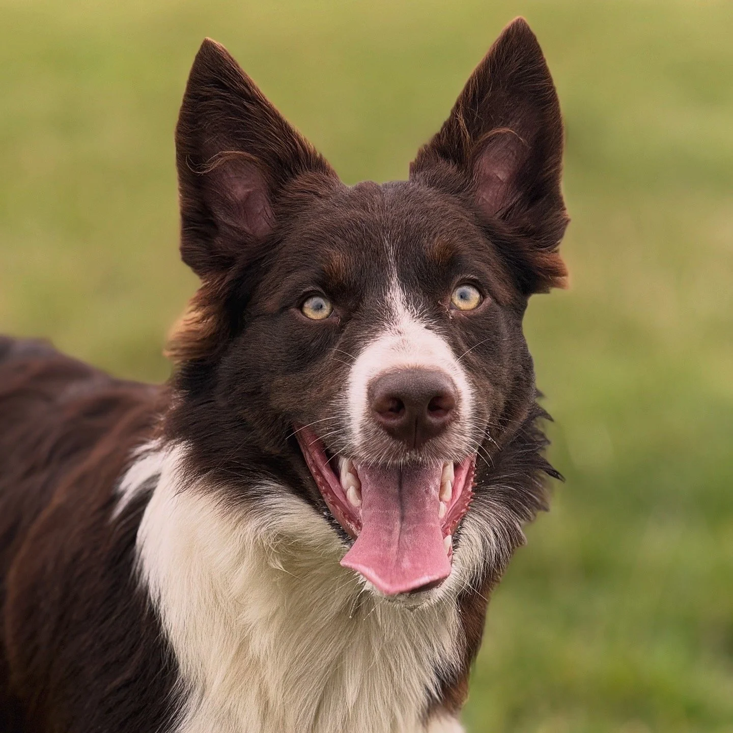 Xero - Border Collie