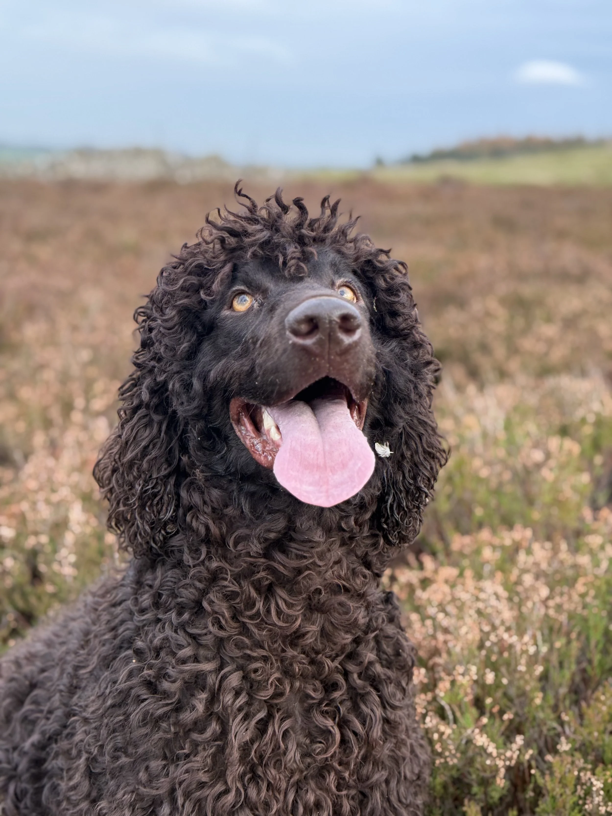 Selkie - Irish Water Spaniel