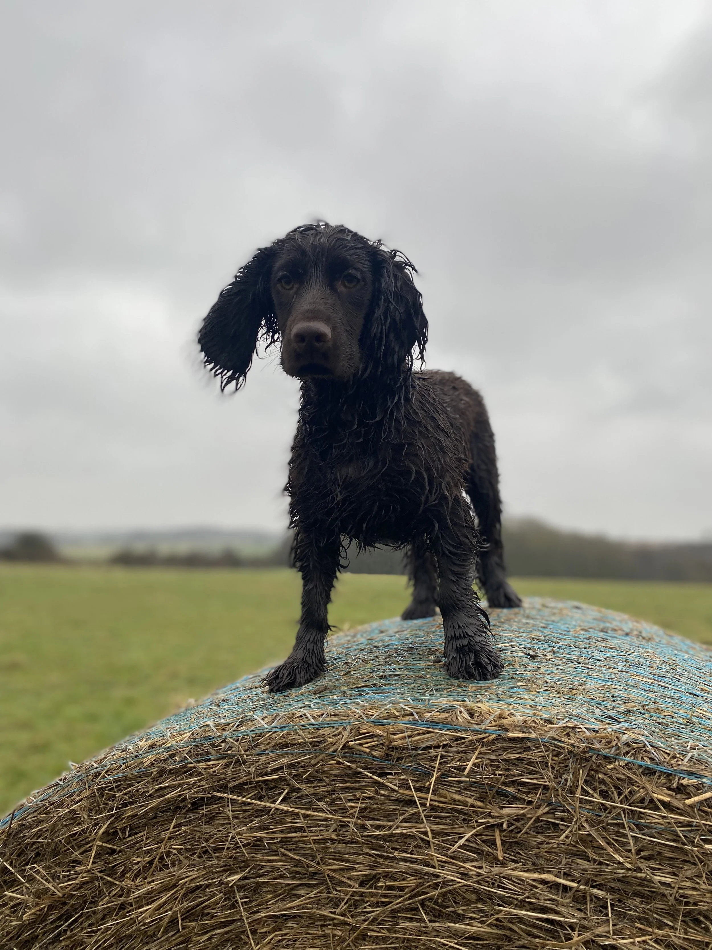 Dakota - Working Cocker Spaniel