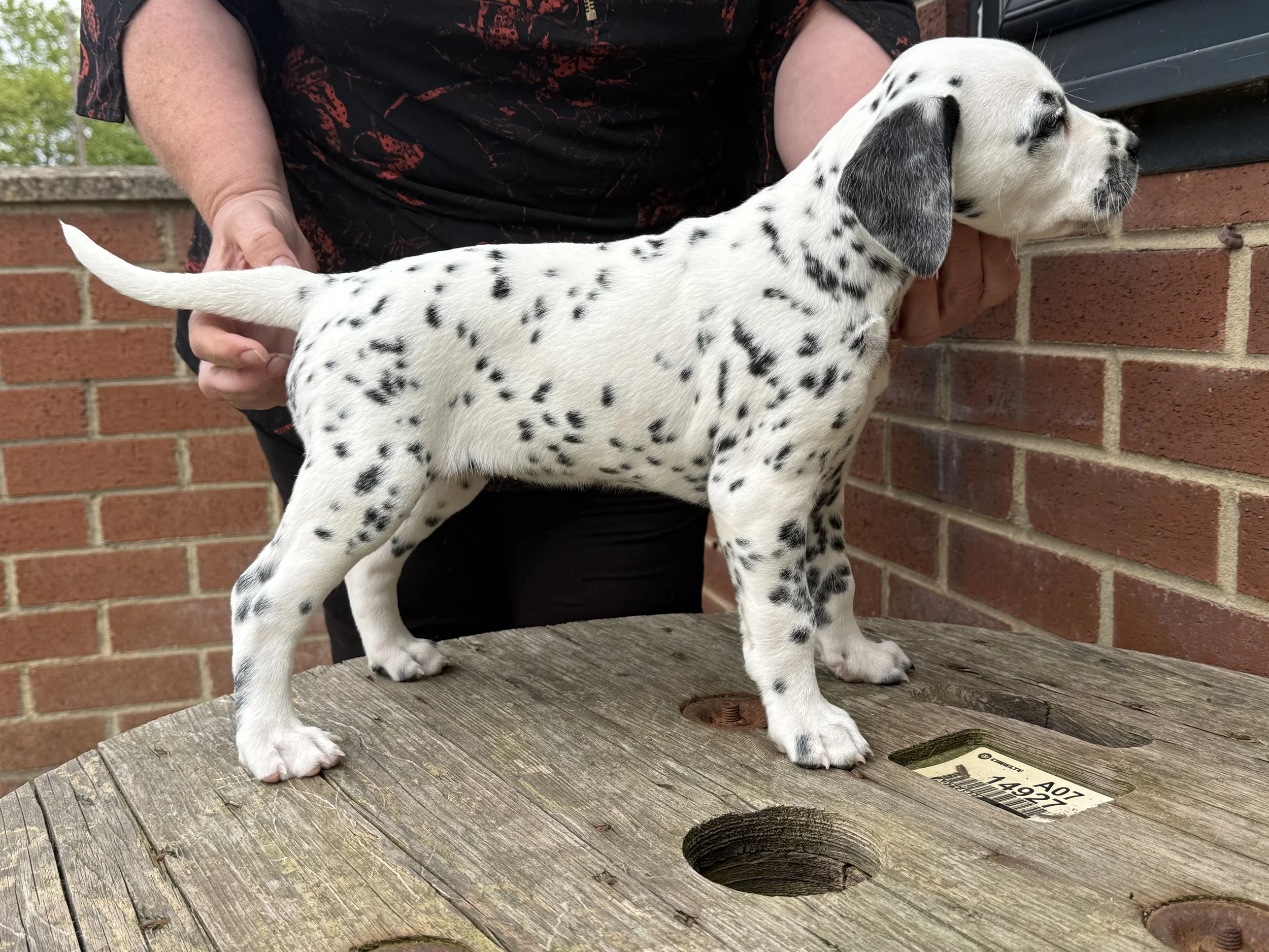 Dalmatian puppy