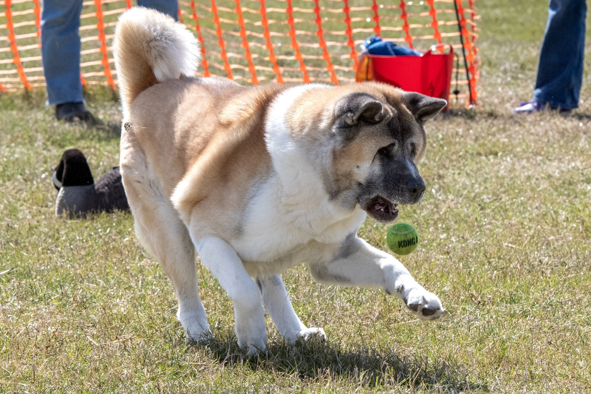 DSC_1562_Original.JPG