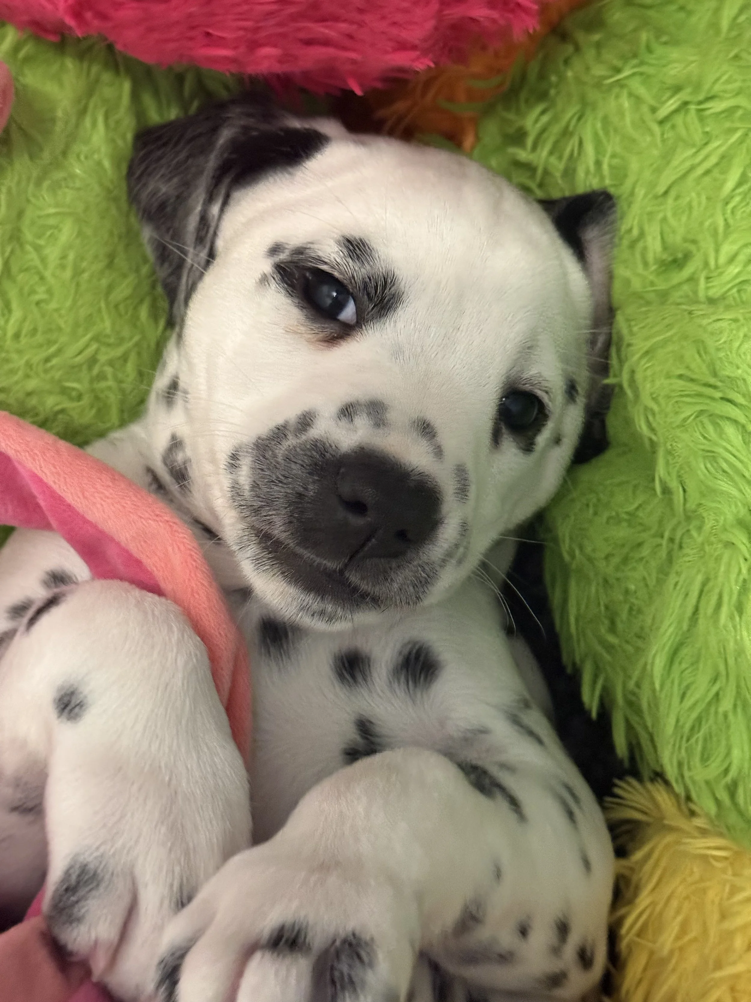 Dalmatian puppy