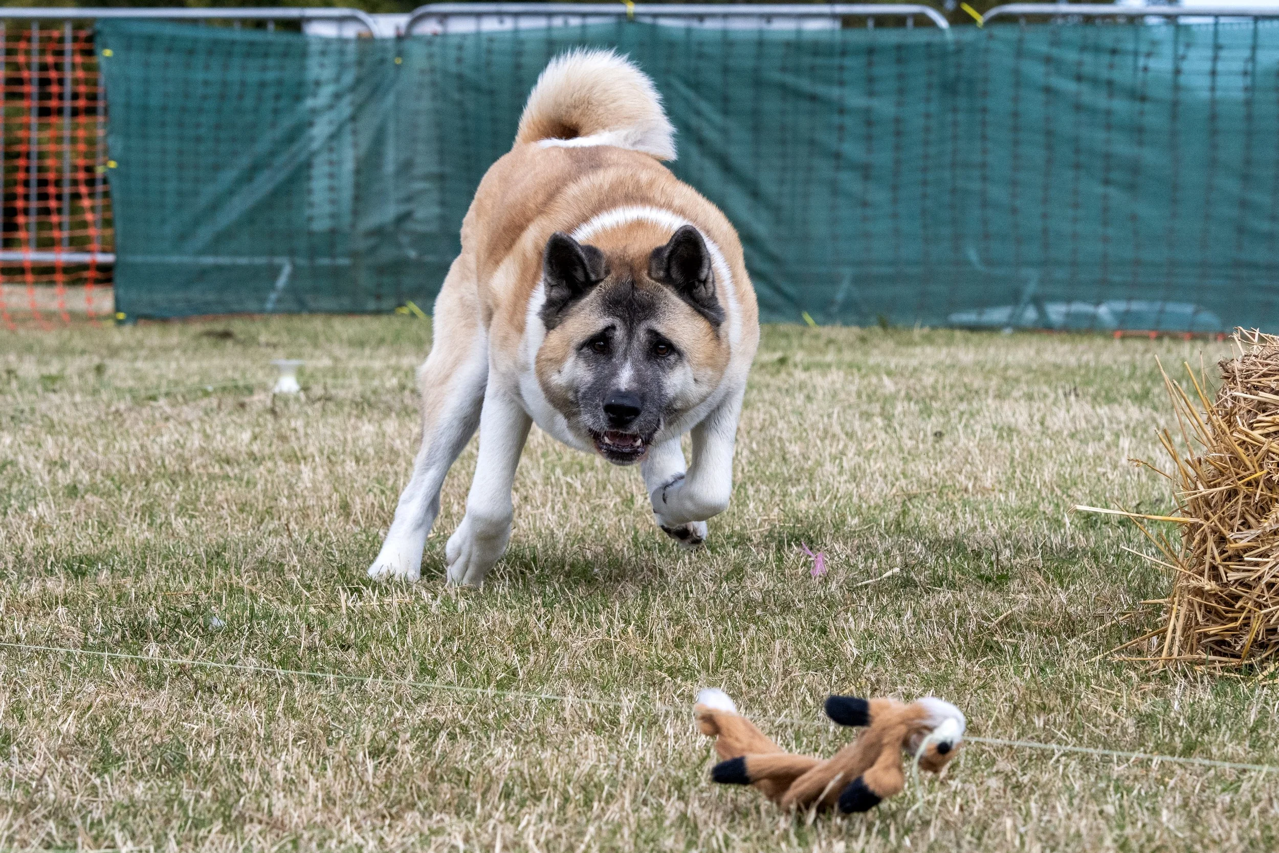 DSC_2239_Original.JPG