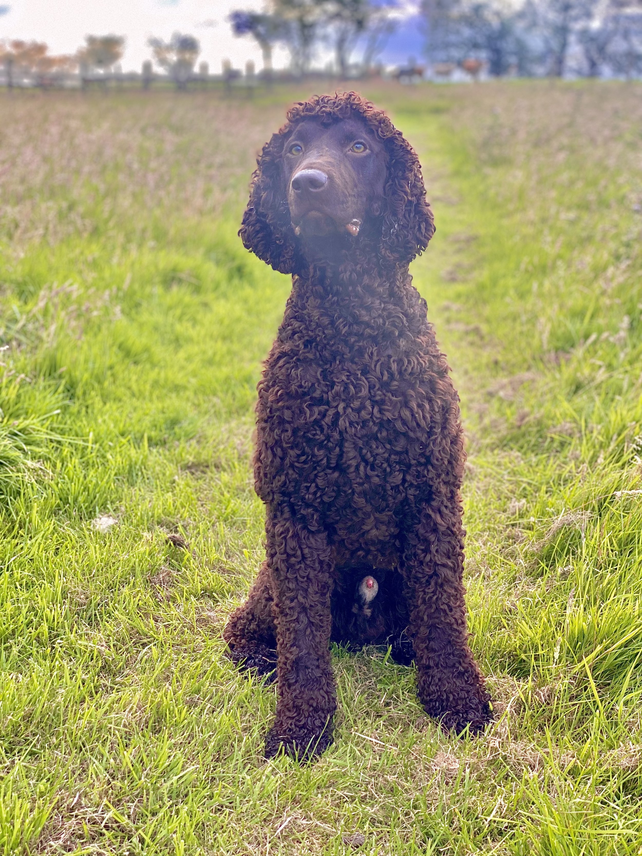 Keefe - Irish Water Spaniel
