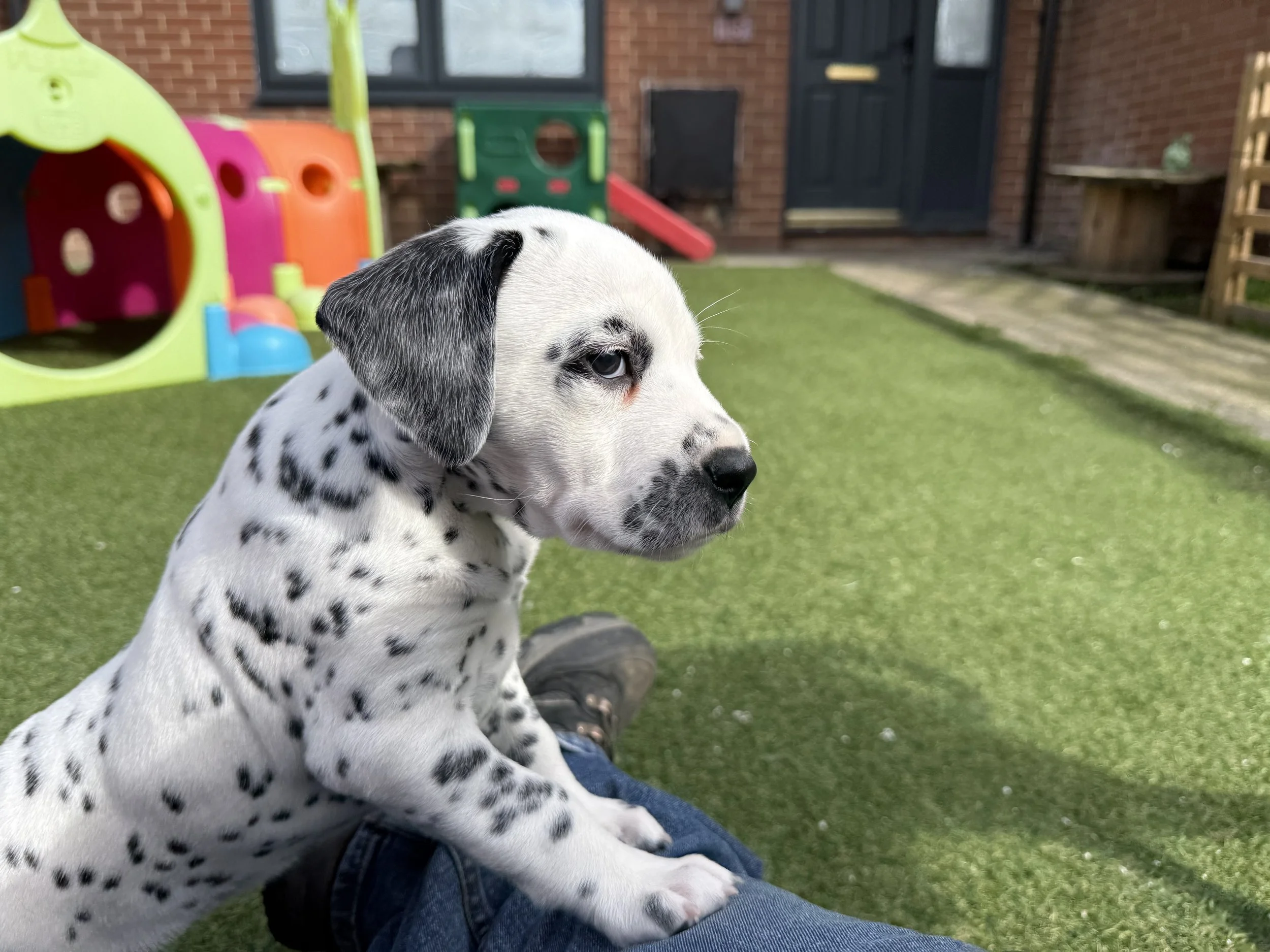 Artemis - Dalmatian