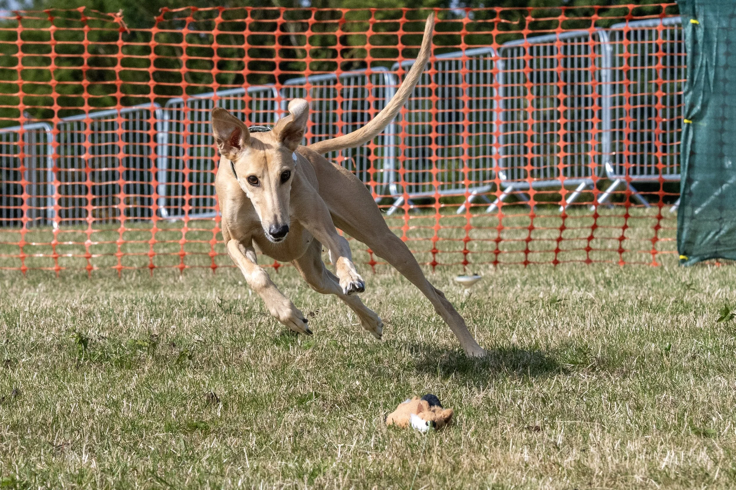 DSC_0585_Original.JPG