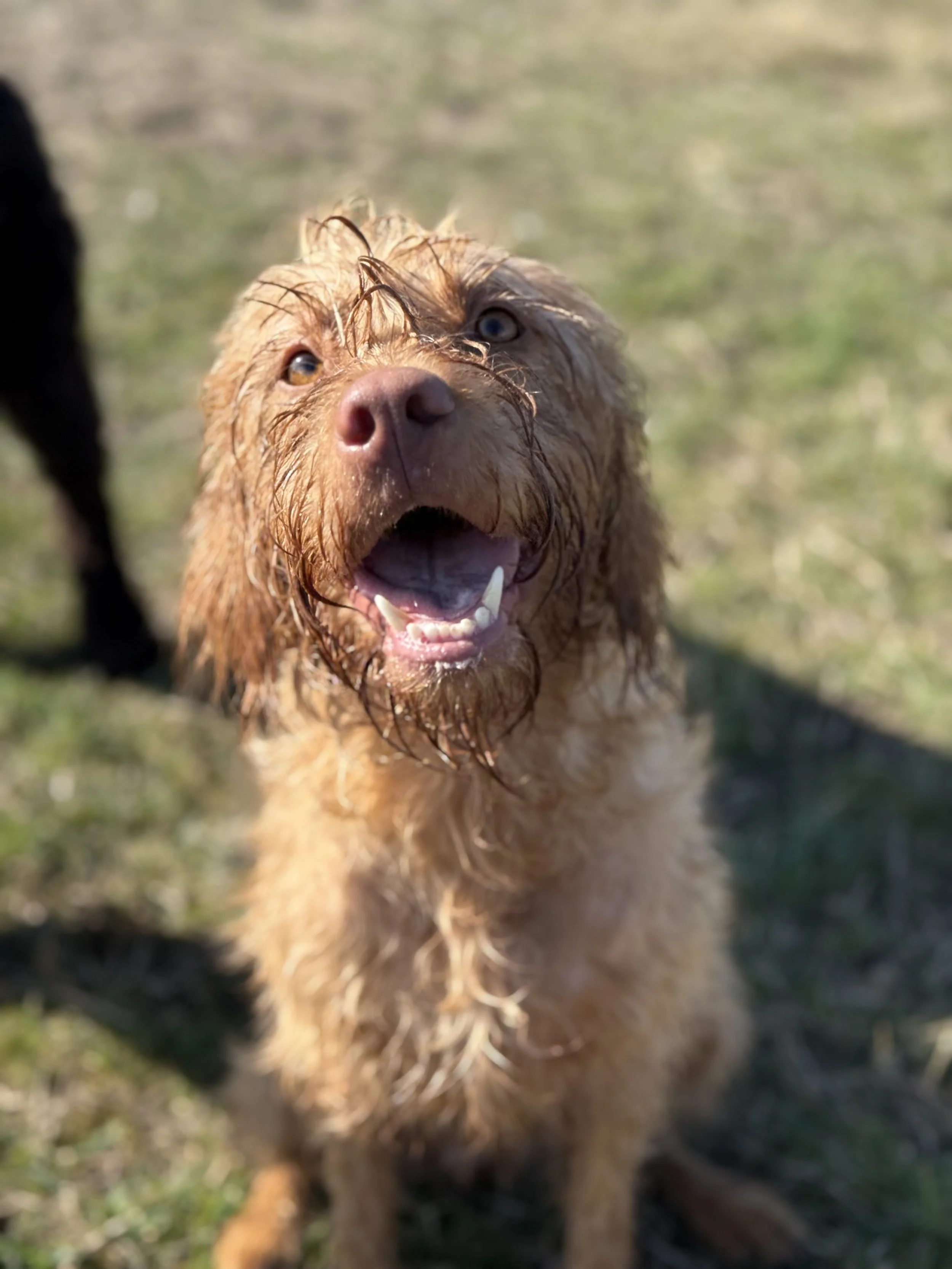 Vegas - Hungarian Wirehaired Vizsla