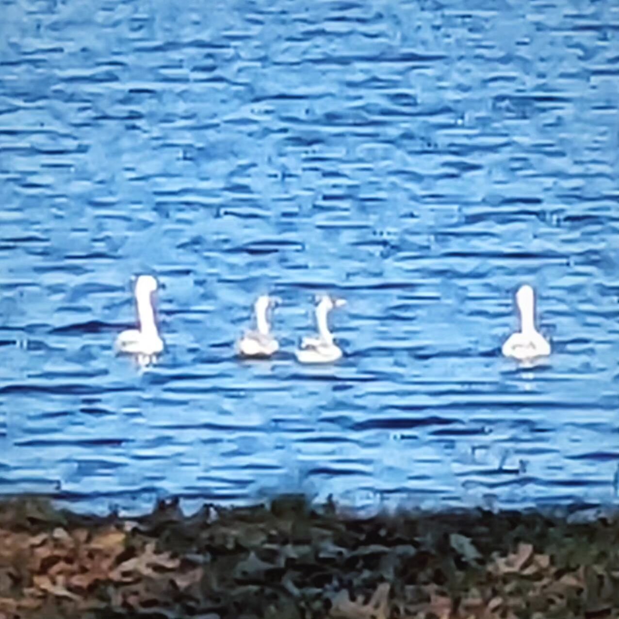 A beautiful fall day on Petenwell today. A swan family is still here to enjoy it. #petenwellandcastlerockstewards