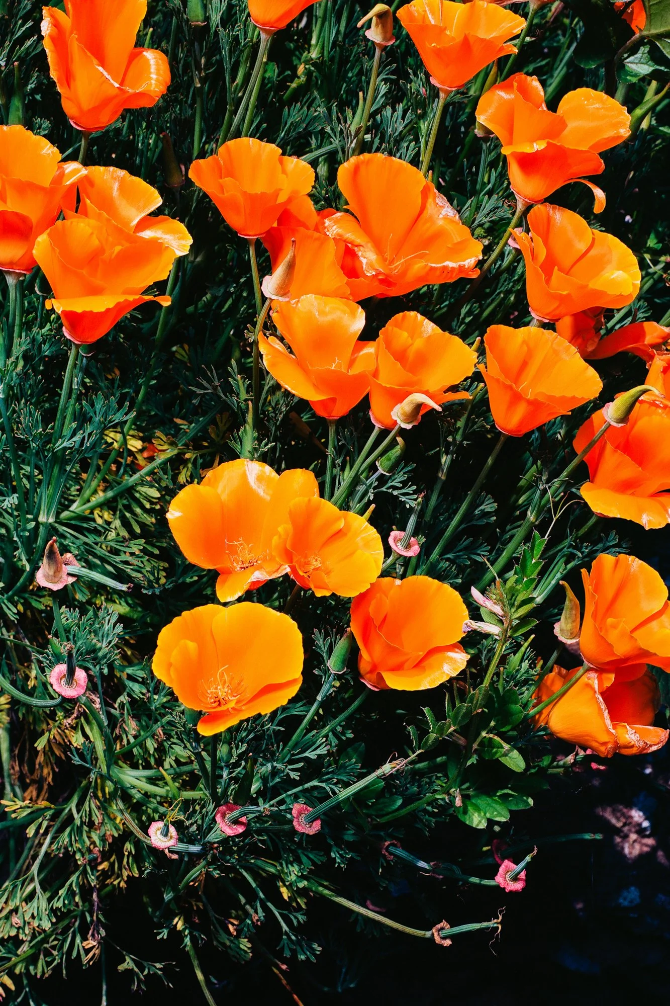 26 - Flowers and poppies photographer san francisco - Overview-000099030002.jpg