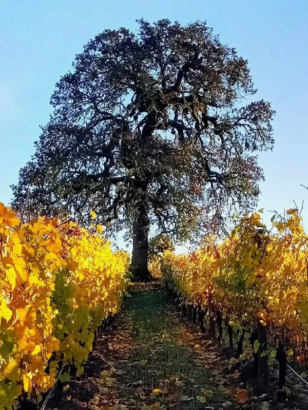 Oak Tree at Lonesome Rock in Fall