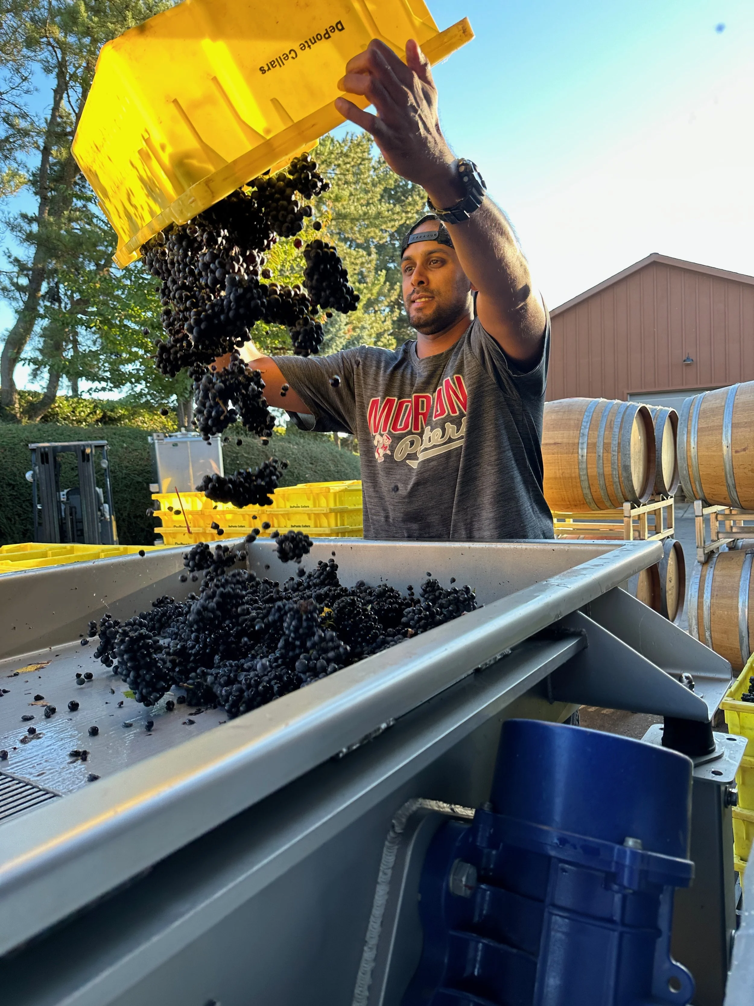 Loading fruit onto the sorting table bin by bin