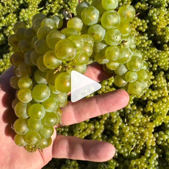 Chardonnay+Harvest+2025.png