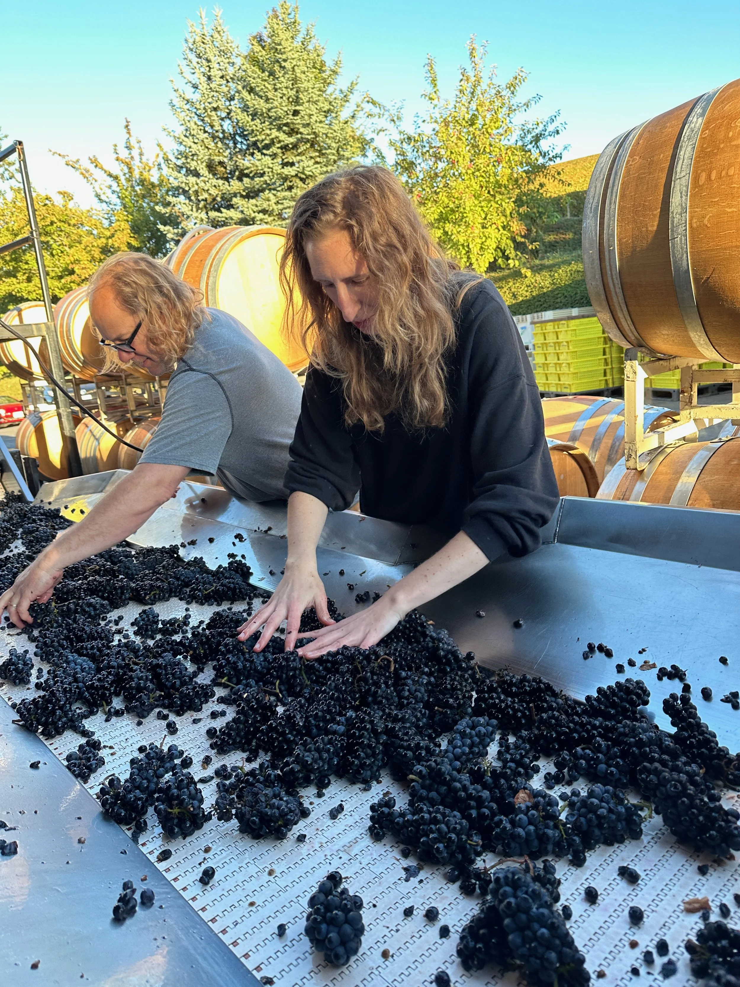 Sorting the 2023 fruit