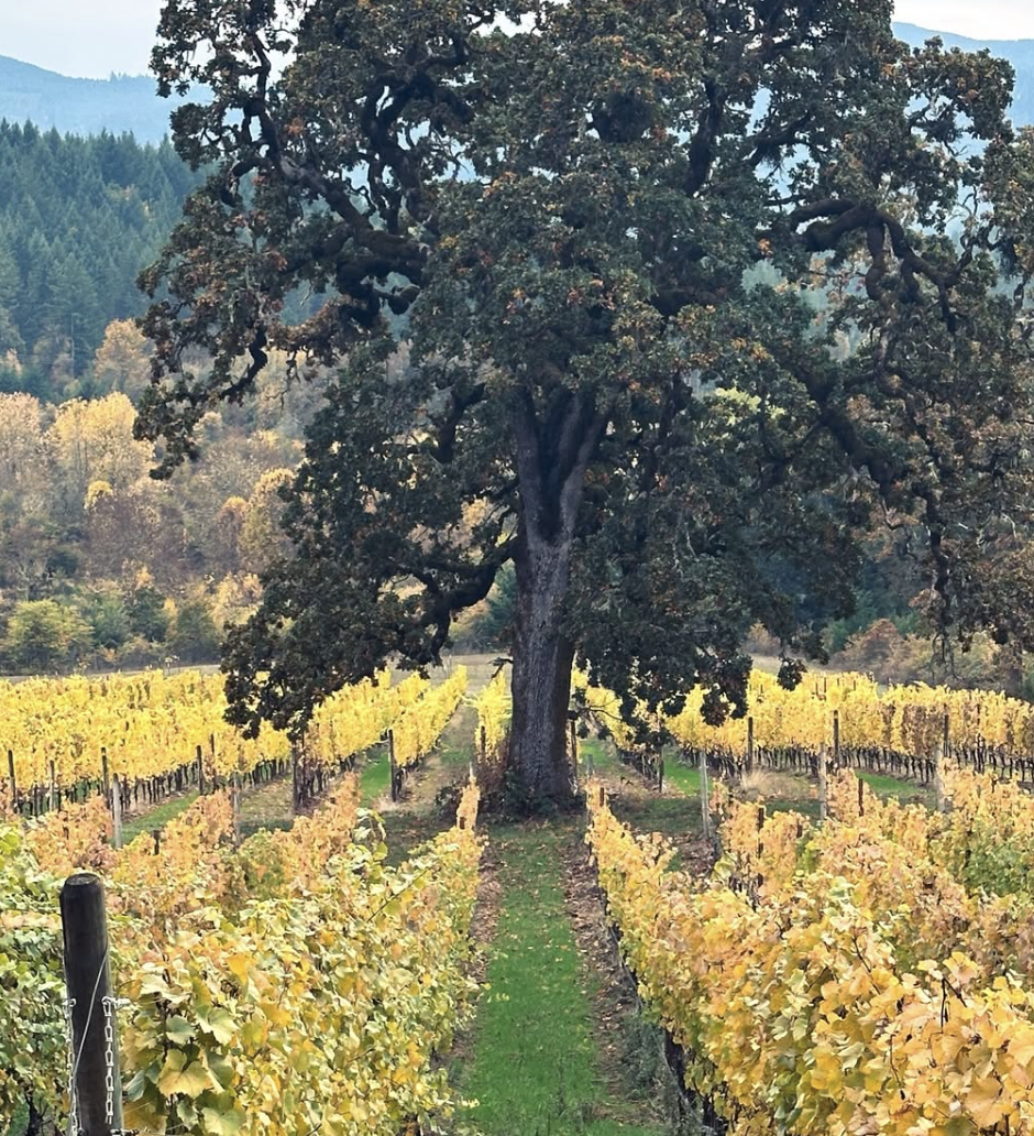 Fall at Lonesome Rock Cellars 2025
