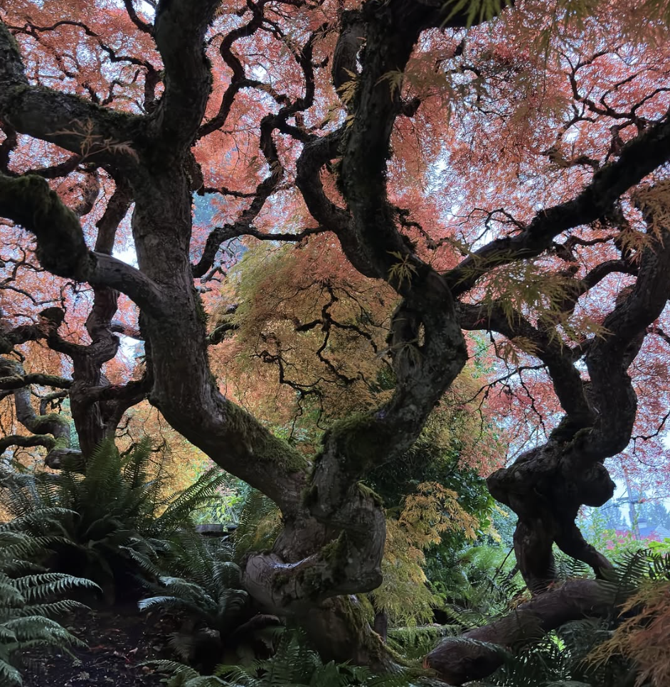 Japanese Maples in Portland, Oregon