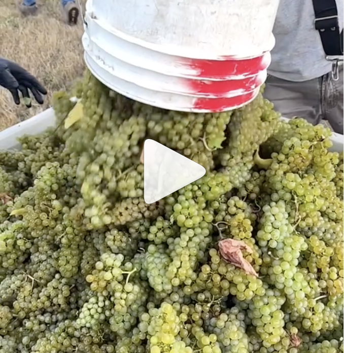 Chardonnay Harvest 2025
