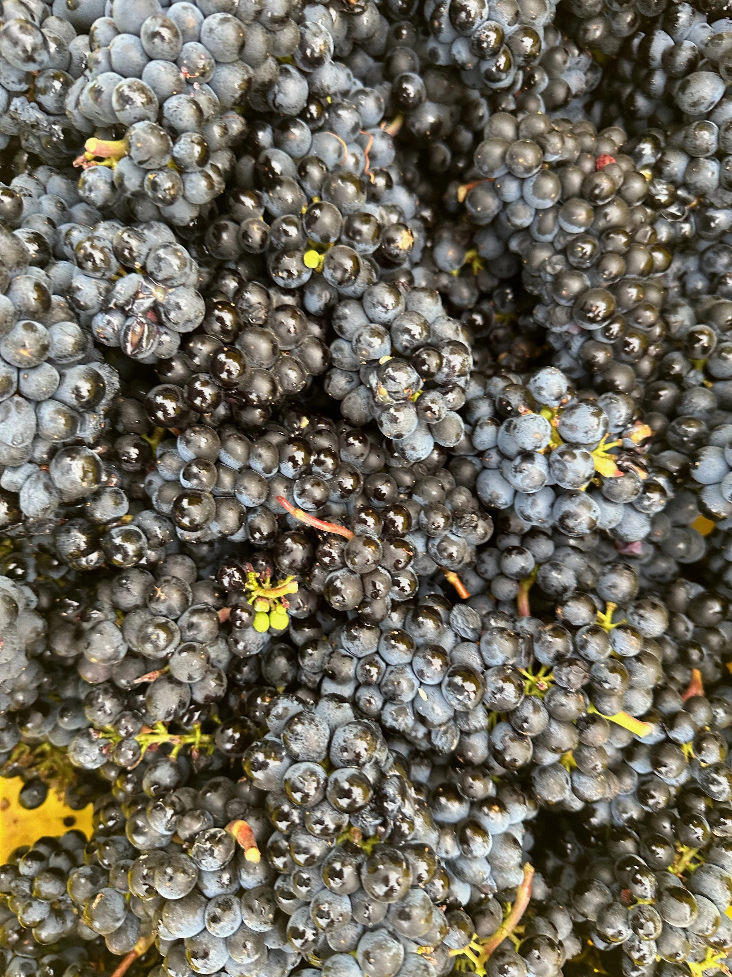 Fruit from 2023 harvest