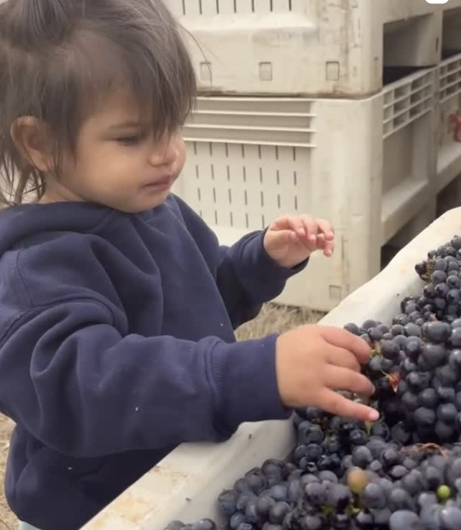 Lonesome Rock Harvest of Pinot Noir 2025