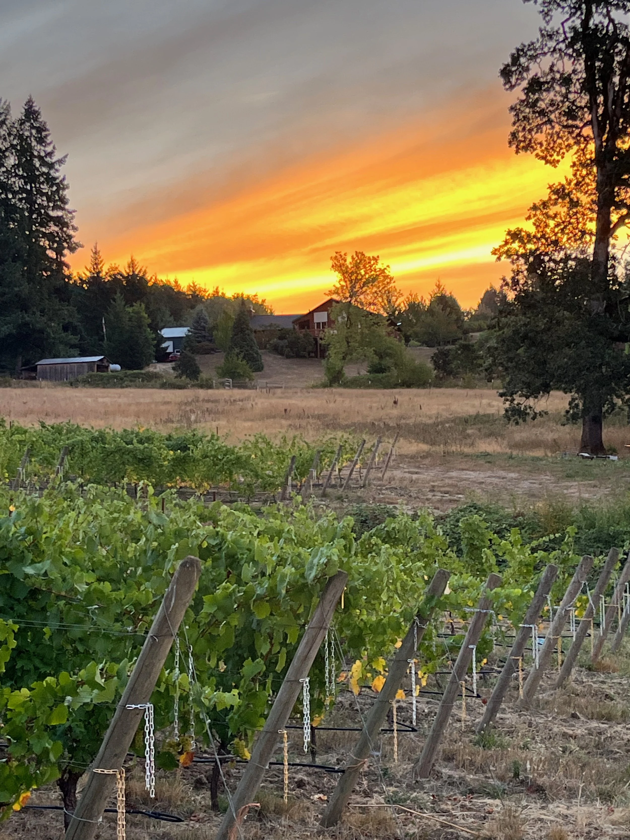 The Morning of Harvest